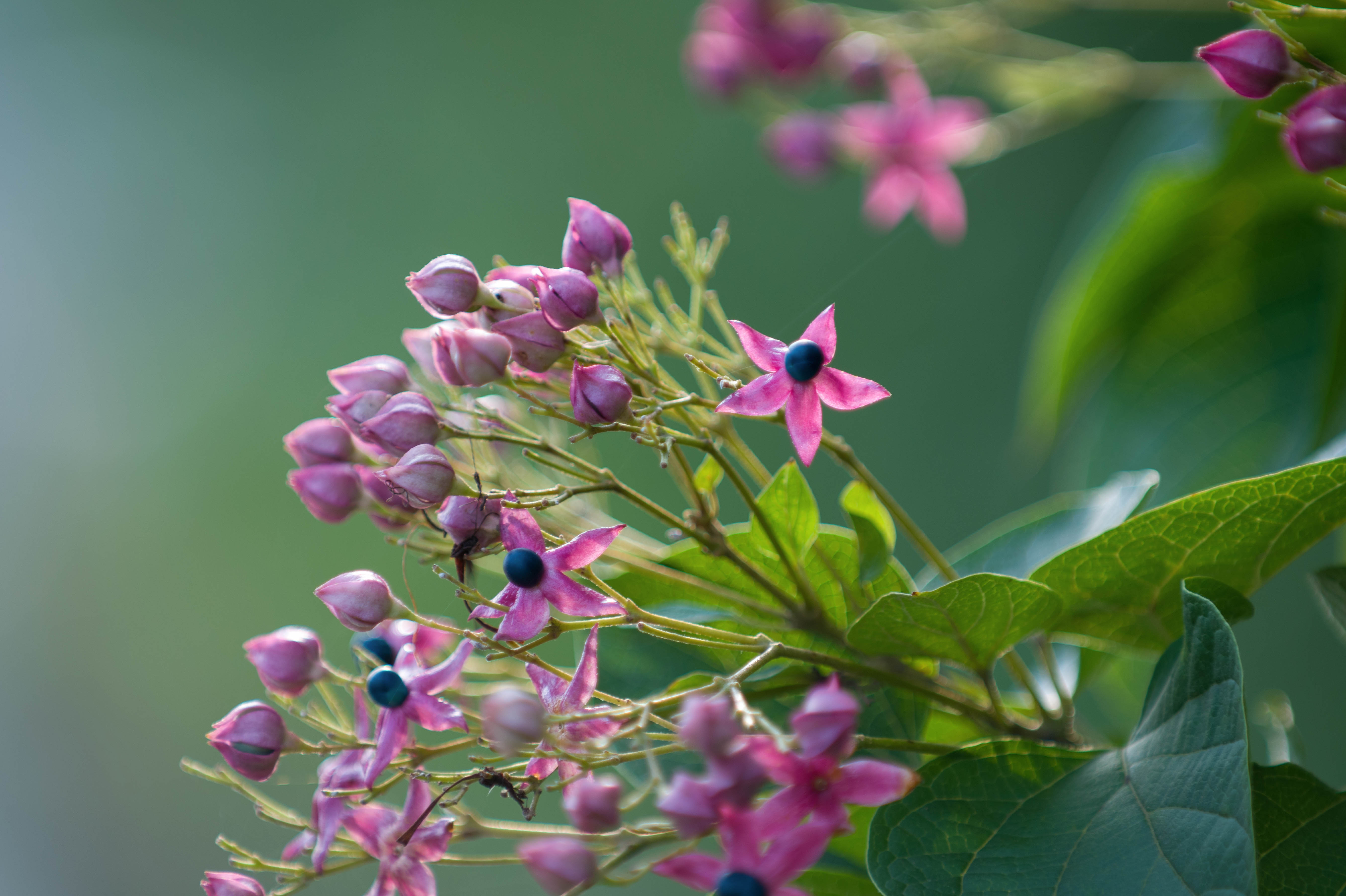(首发)海州常山