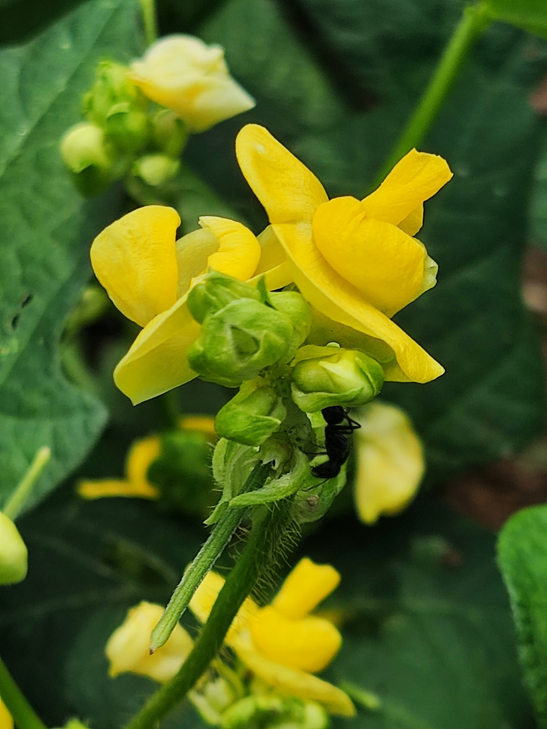 赤小豆花