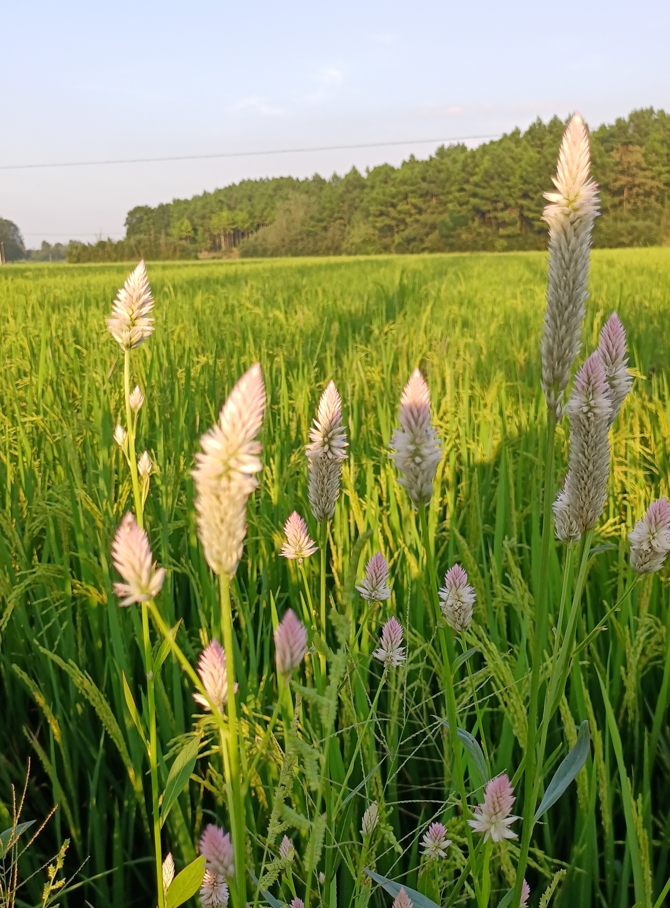 别名草蒿,萋蒿,昆仑草,百日红,鸡冠苋,河南别名鸡冠子菜,是苋科青葙属