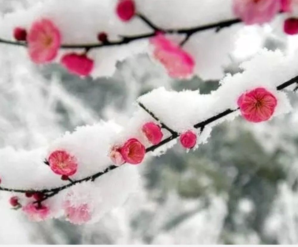 雪花來了梅花開我在雪中等你來