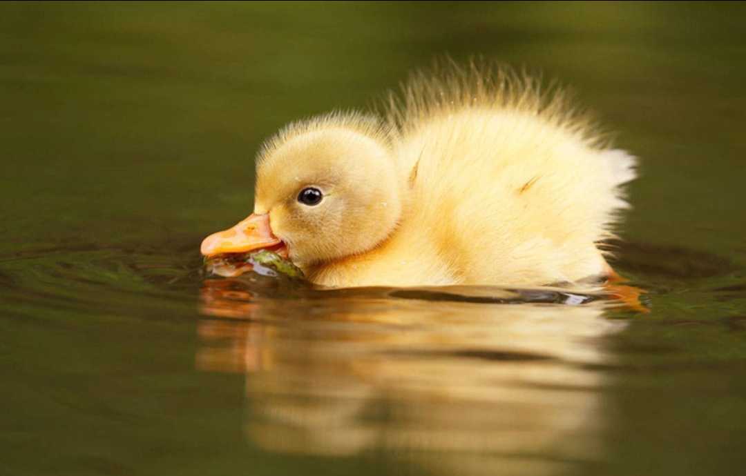 《可爱的小鸭》之【西窗剪烛】诗词合集(第806集) 【原创首发】