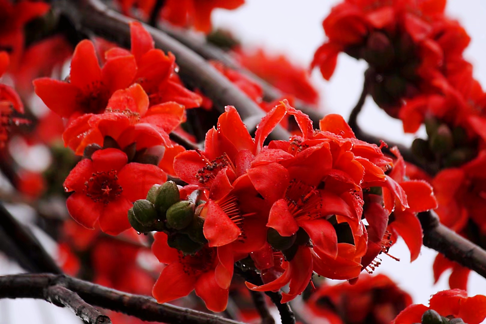 木棉花真实图片