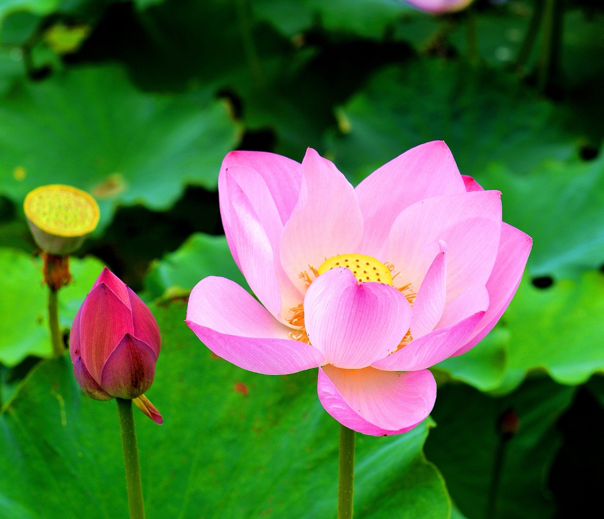 圣洁之花---莲花.