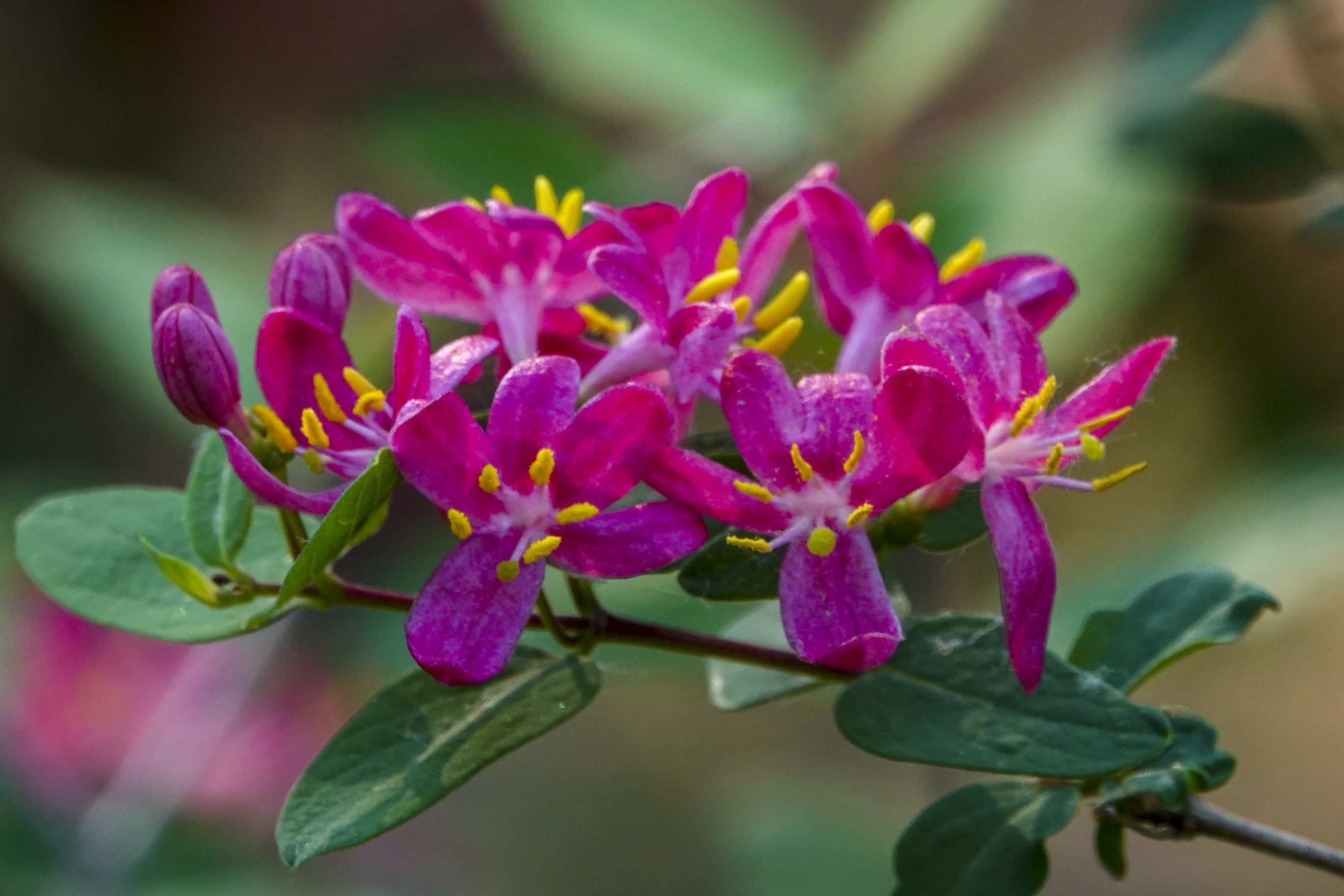 红花忍冬【vv首发】