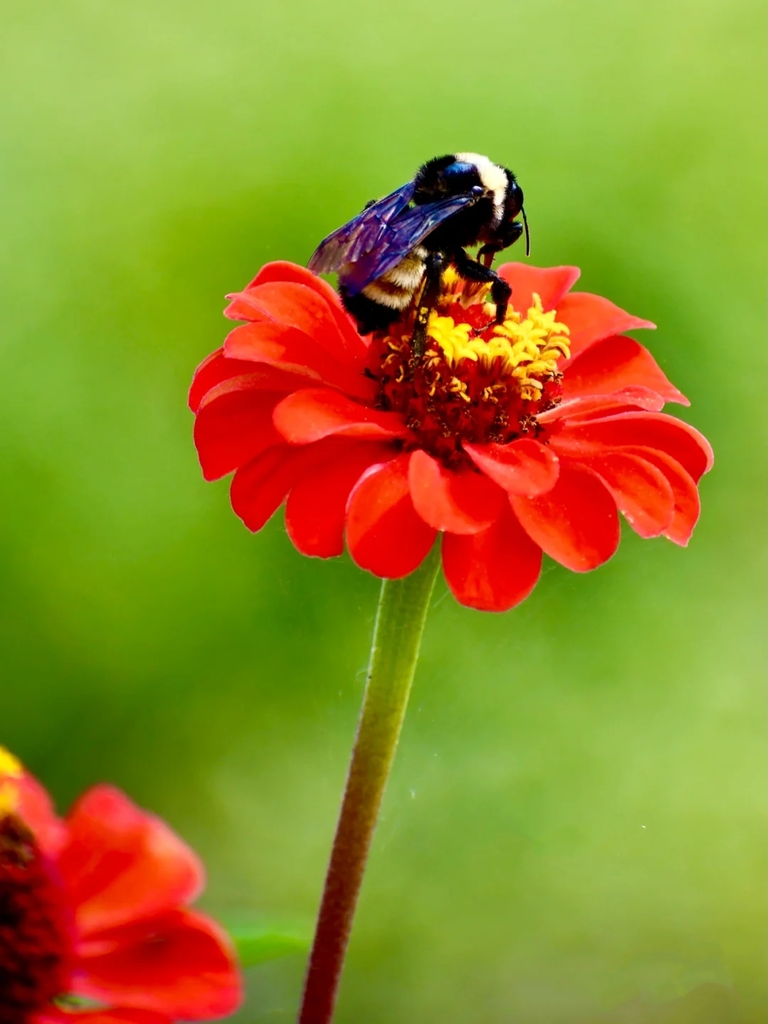 蜂花之恋