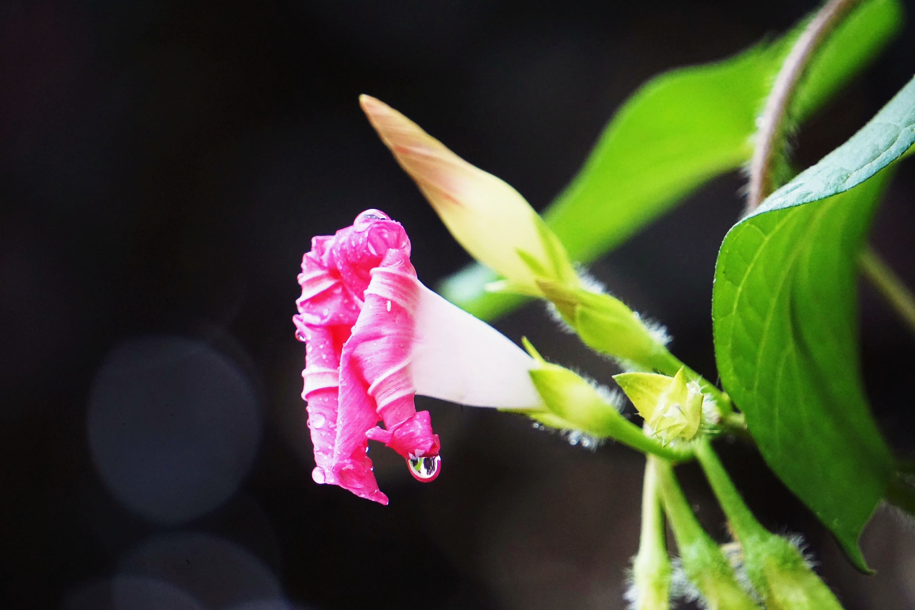 秋雨中就要凋谢的牵牛花