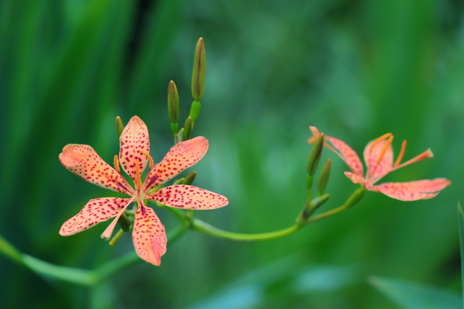 【首发】美丽射干花