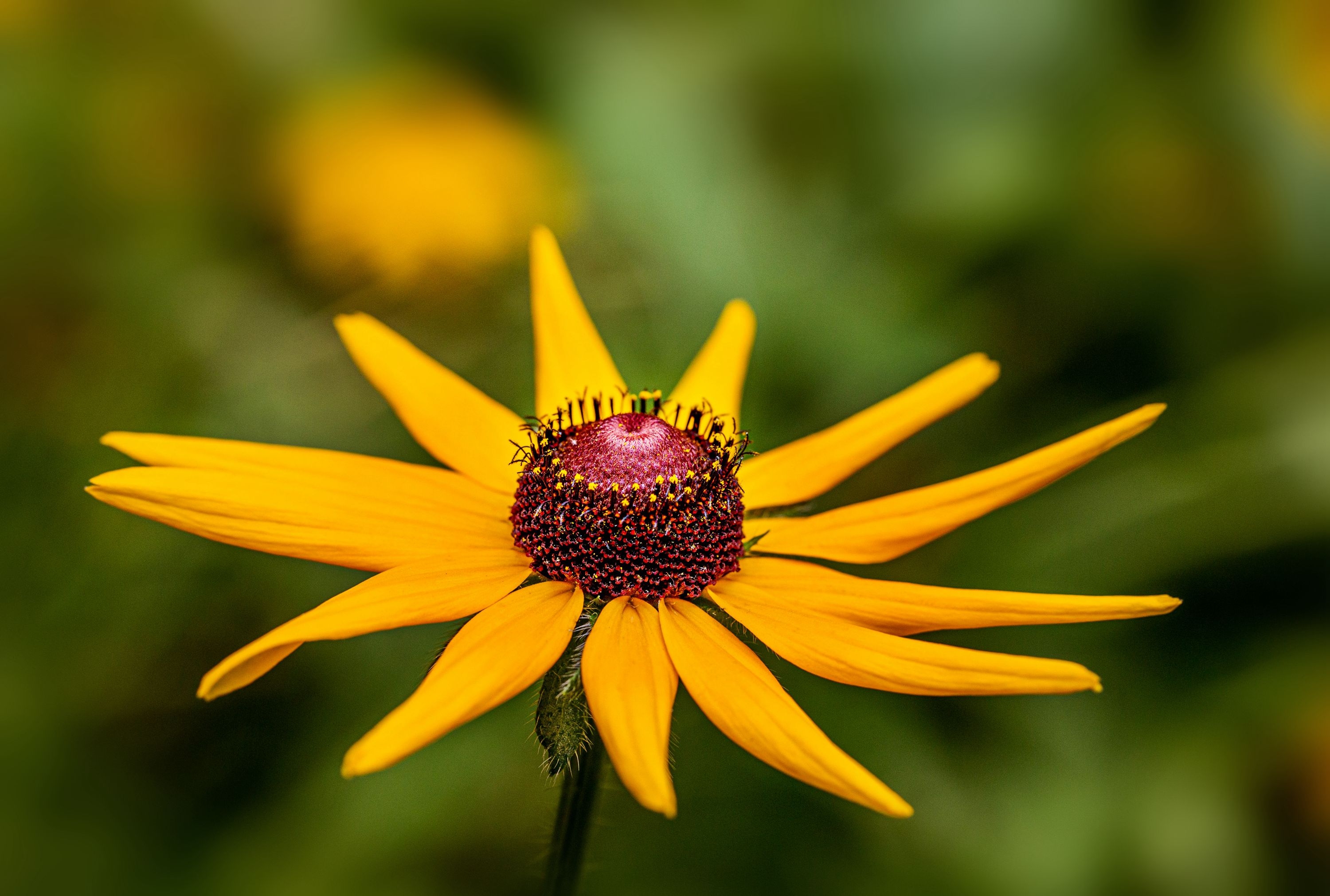 【首发】美丽的毛叶金光菊4