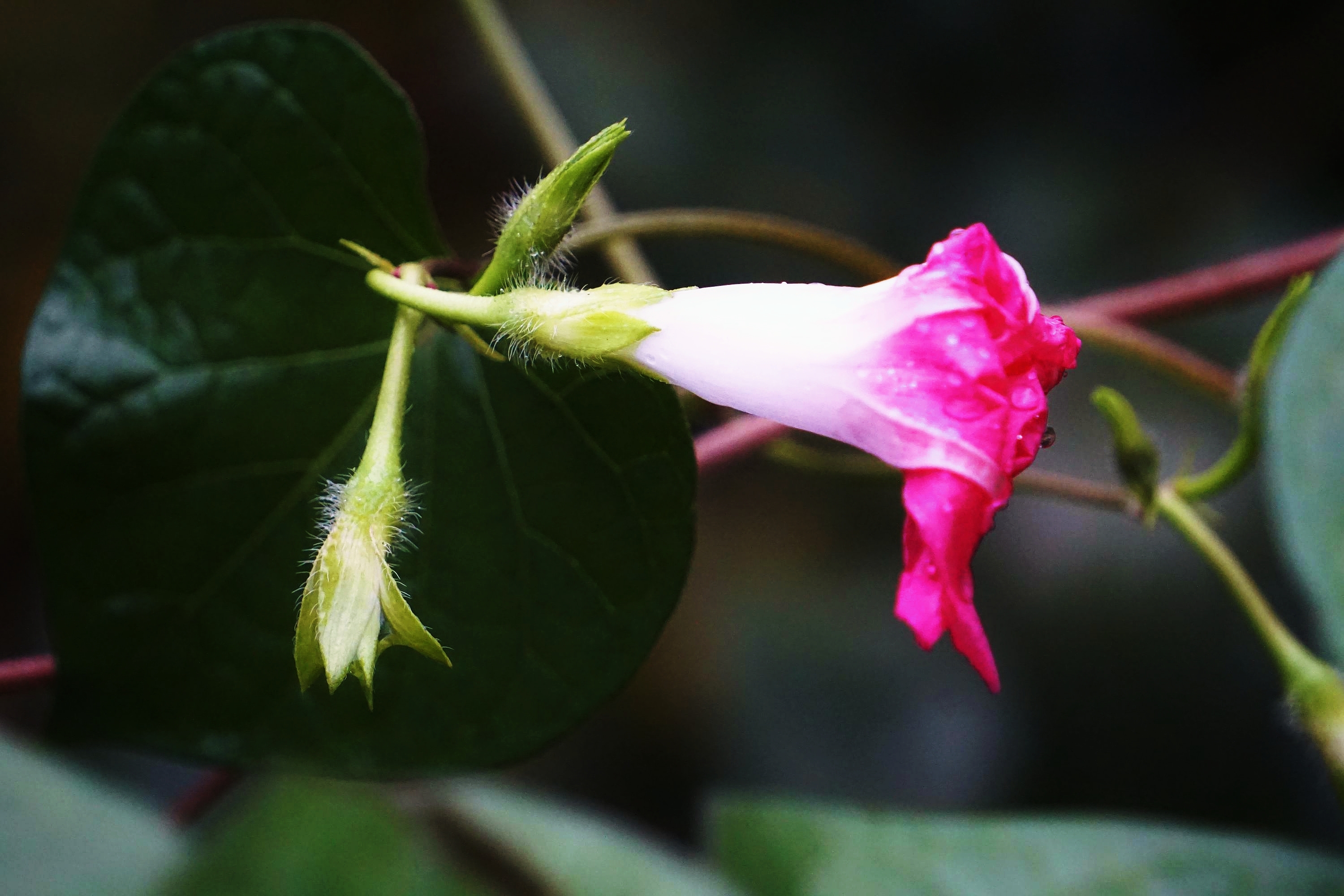 秋雨中就要凋谢的牵牛花