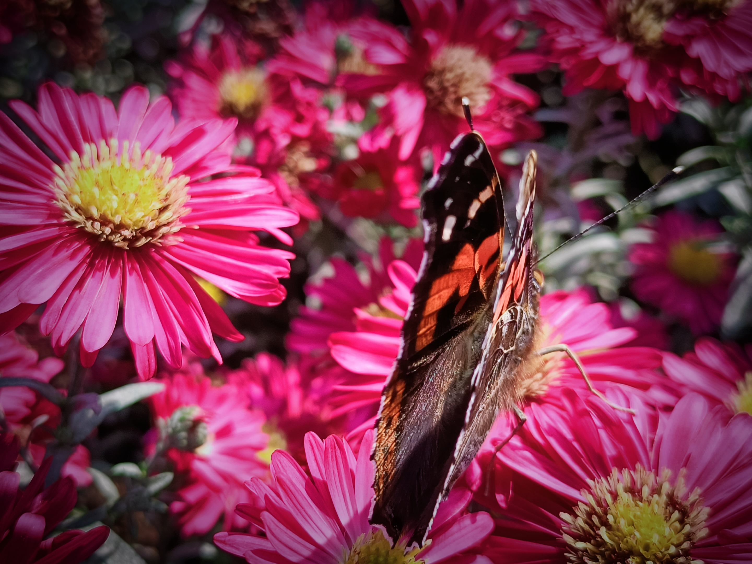 彩蝶翩翩(九)(原创首发)