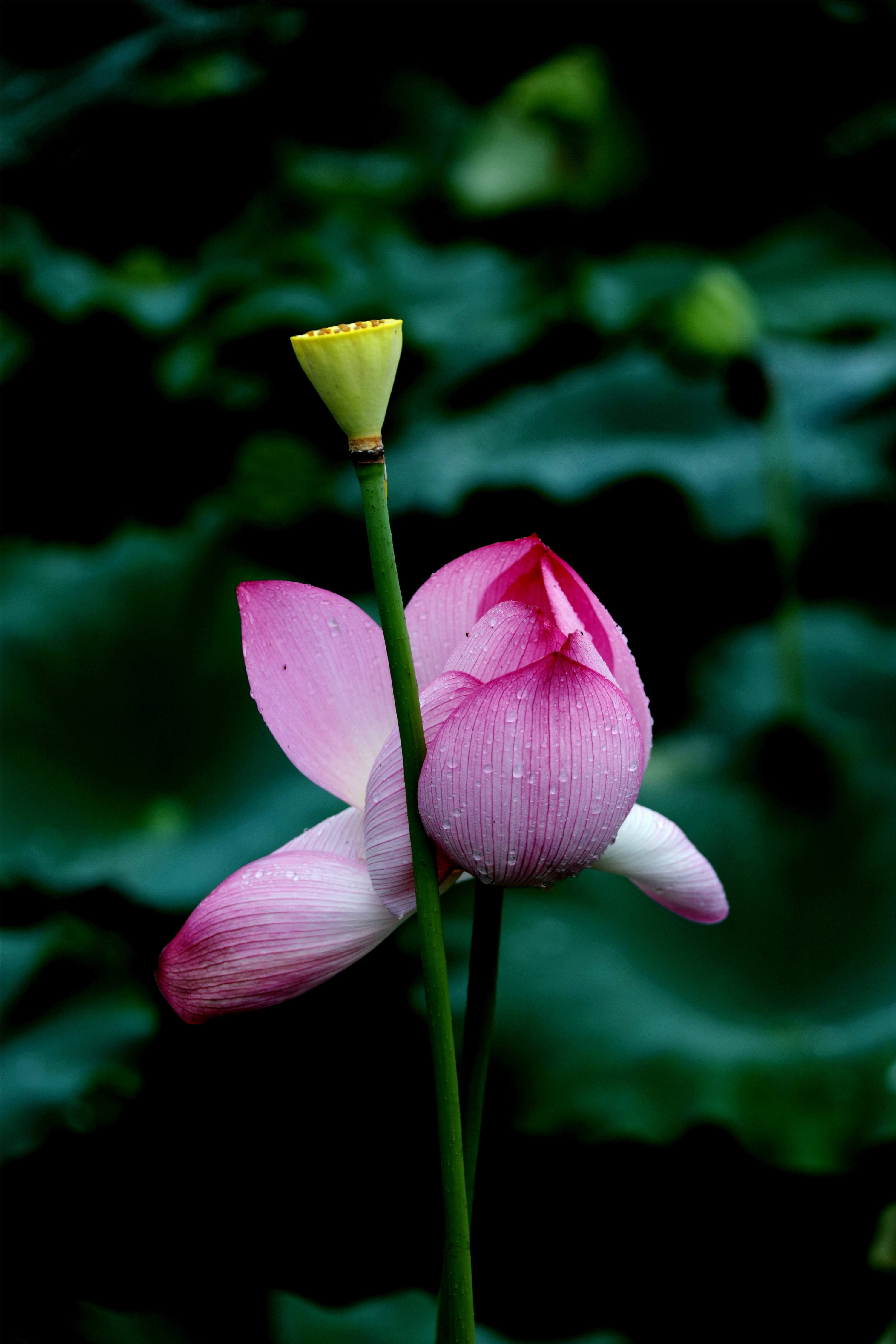 雨中的荷花,即为雨荷.是历代文人墨客所钟爱的创作题材.