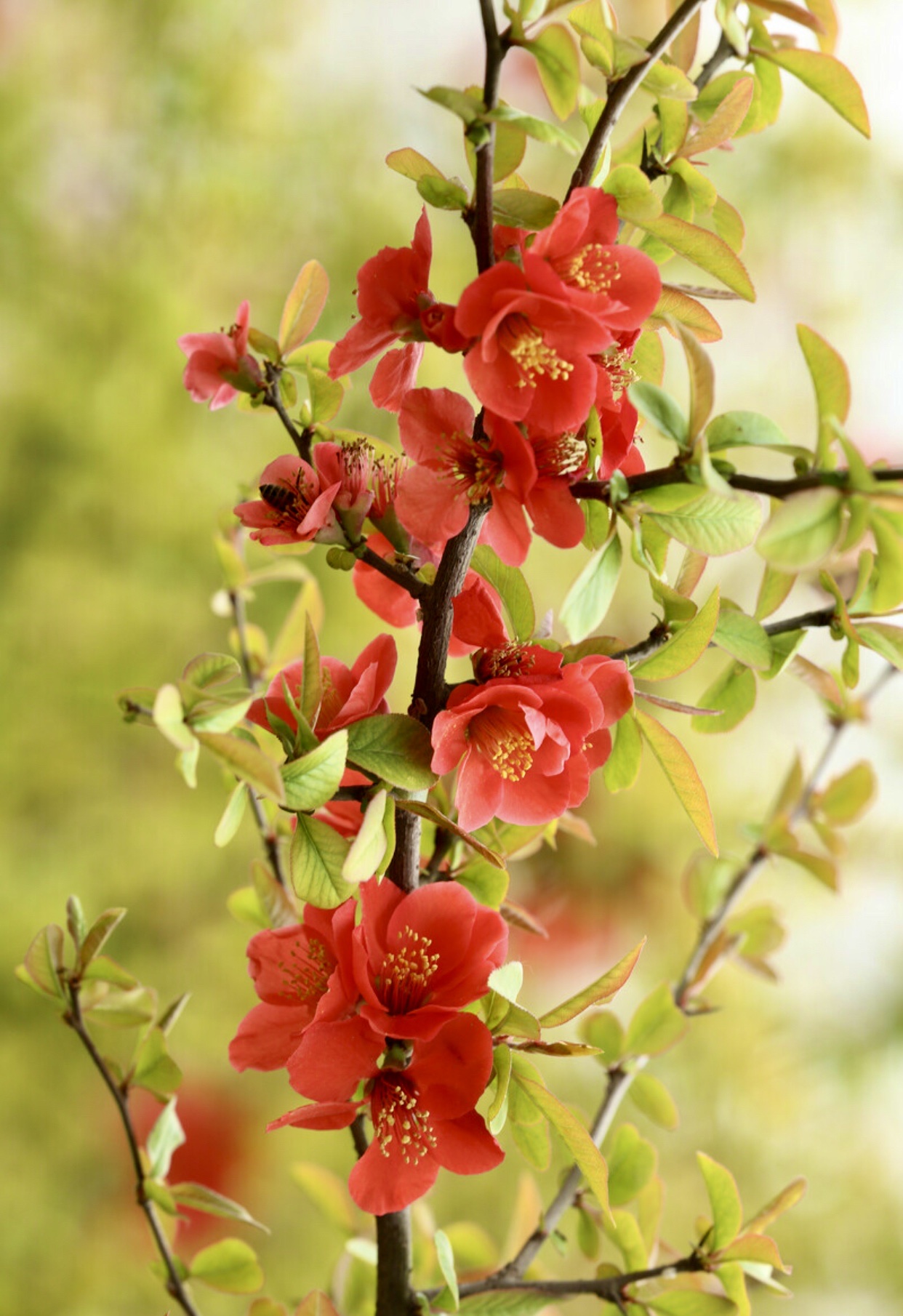 [首发]贴梗海棠