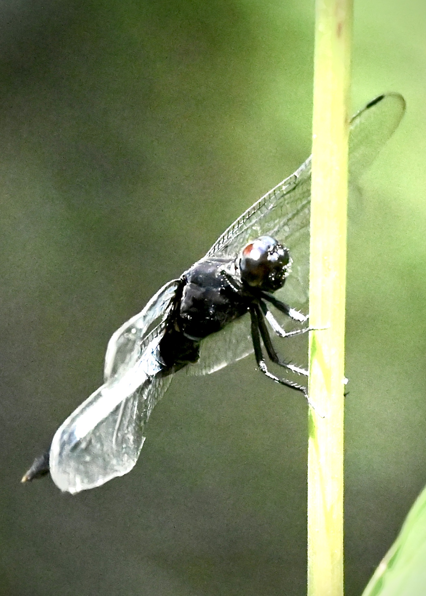异色灰蜻～～～鼎脉蜻蜓〔首发