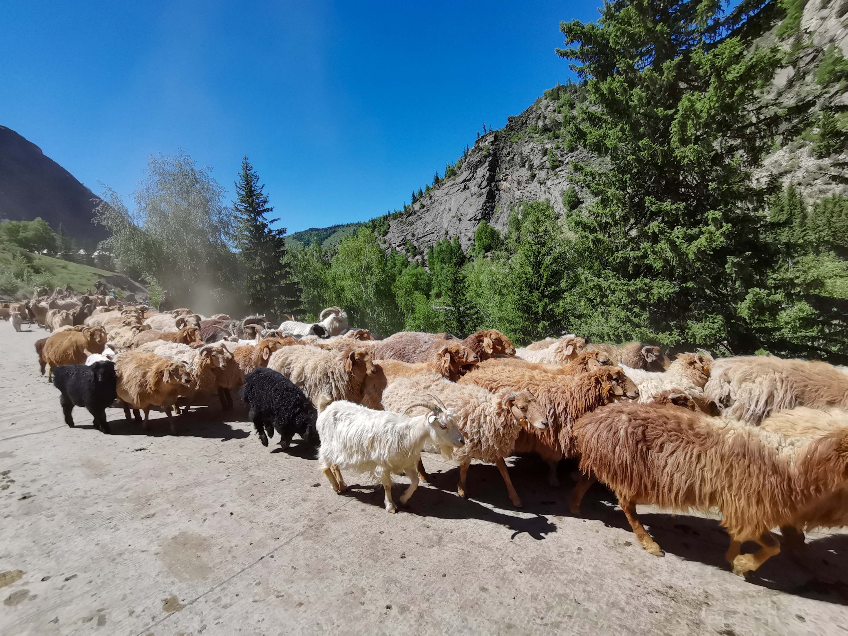 可可托海牧羊群