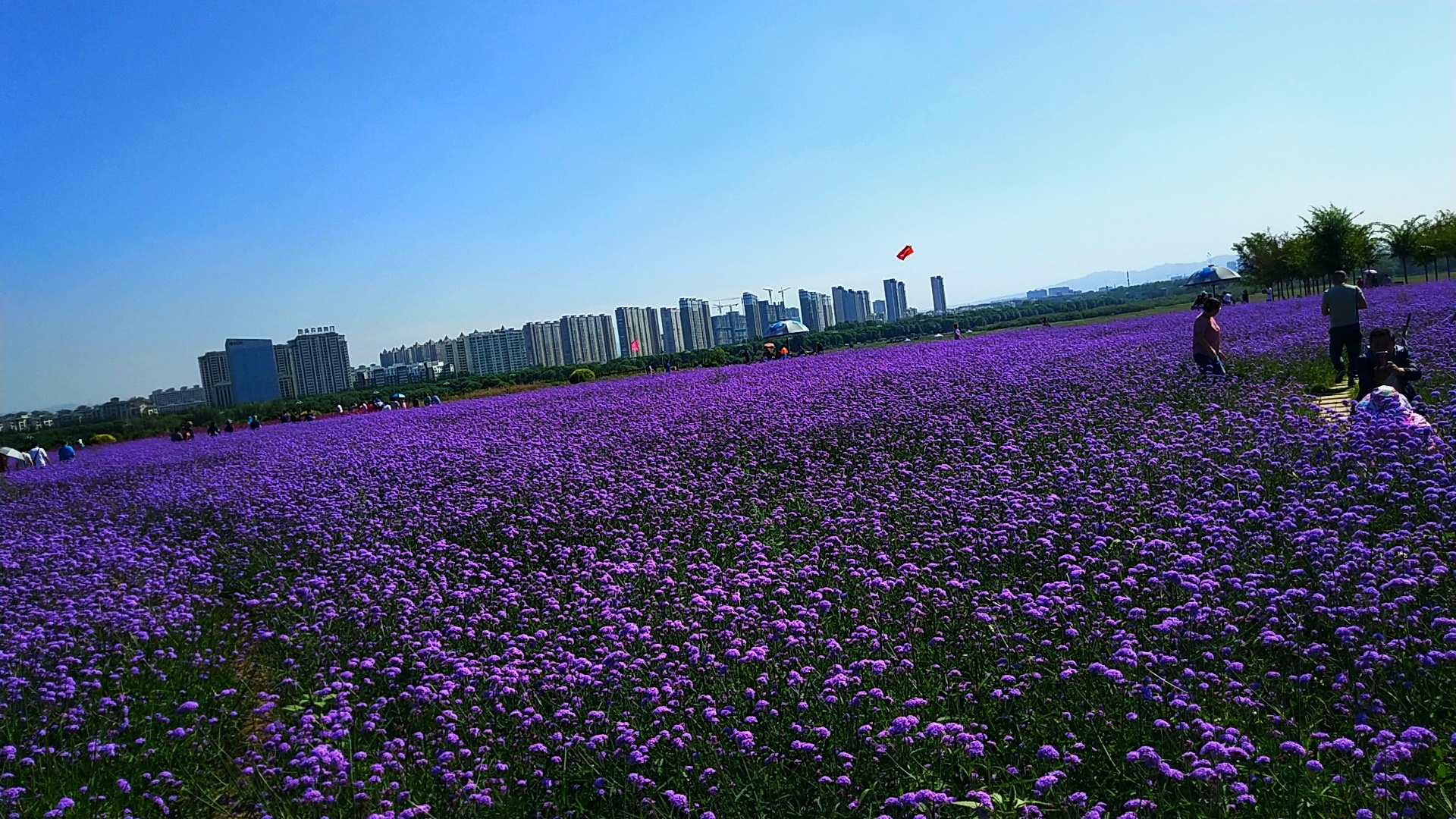 赛汗塔拉初秋的花海薰衣草