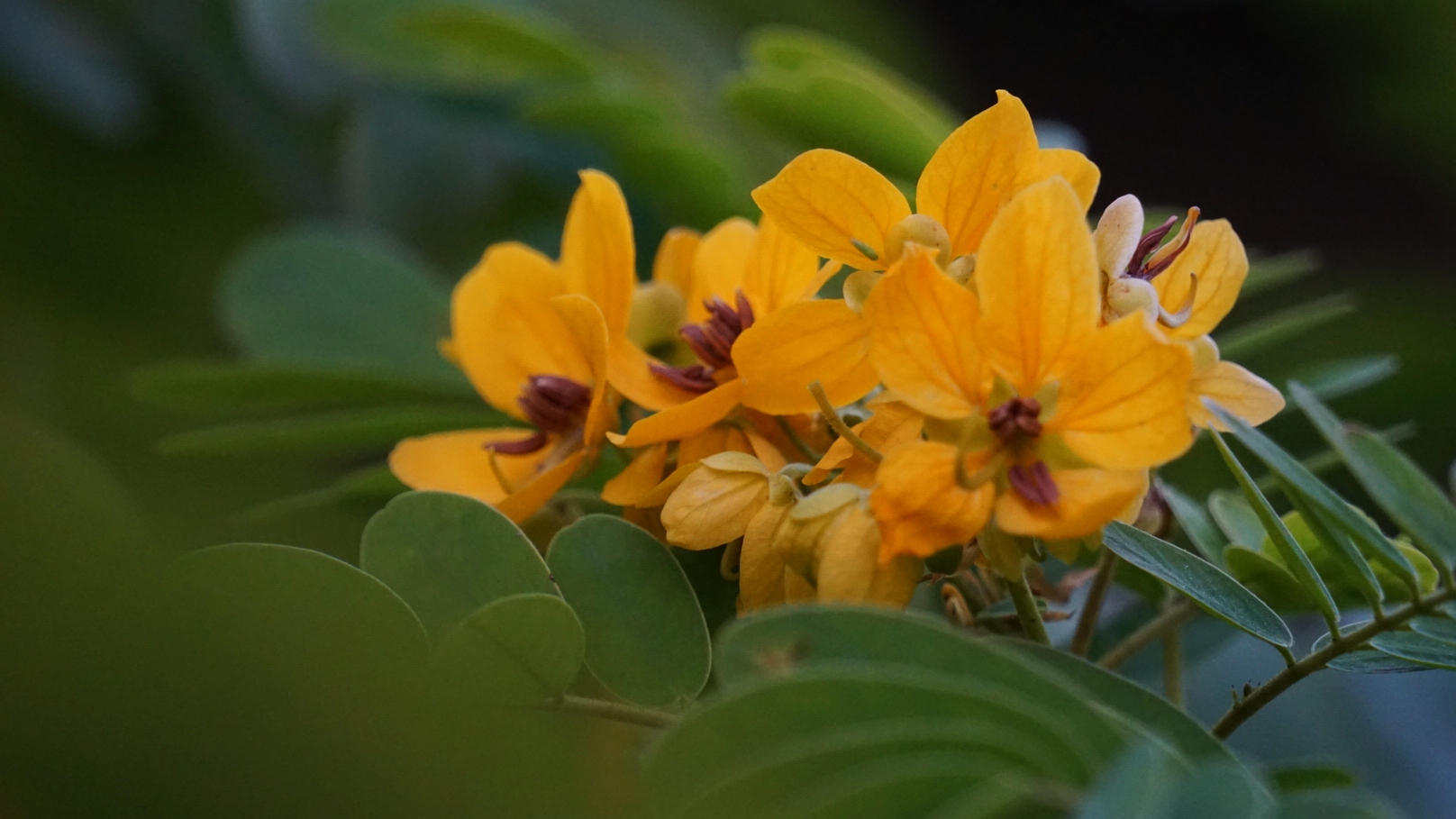 金灿灿的决明花(首发)