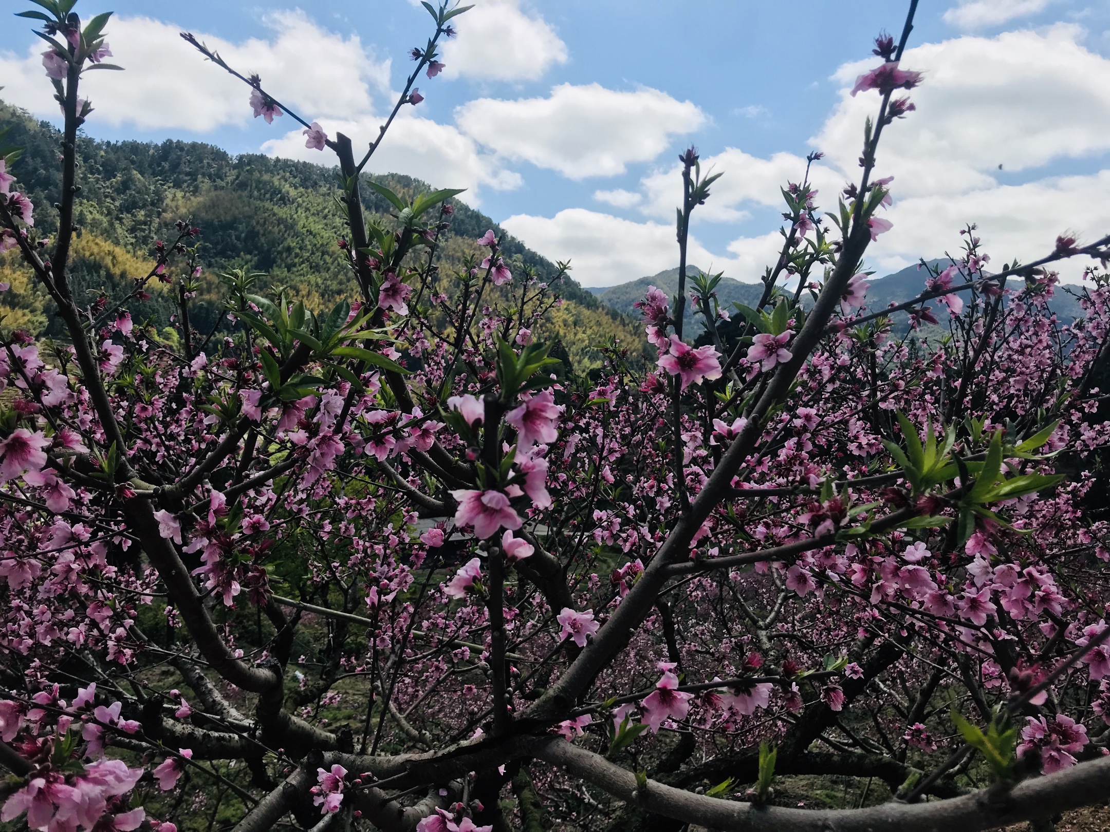 20200401古田临水宫兰坦村赏桃花一日游