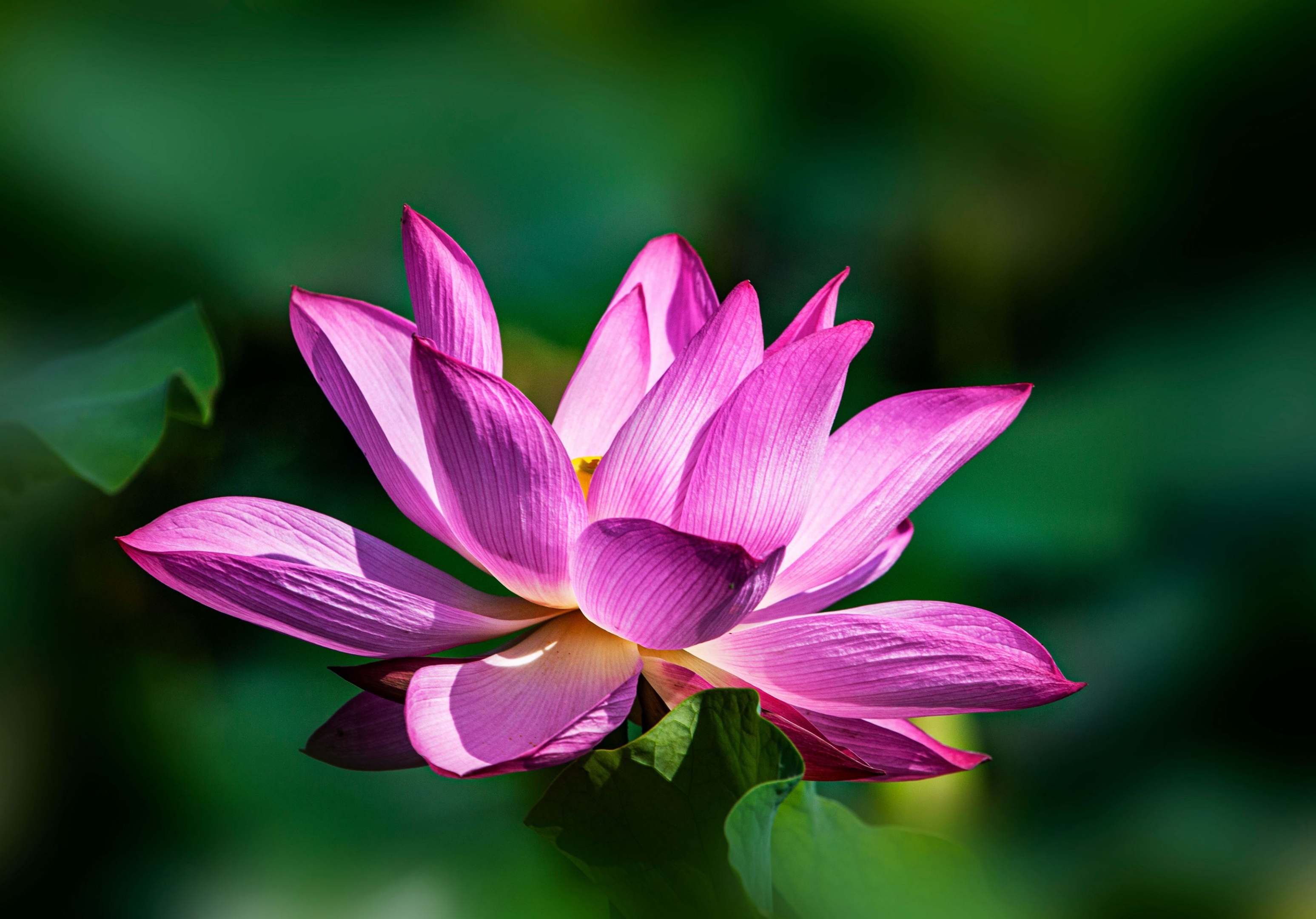 荷花属毛茛目莲科,是莲属二种植物的通称.又名莲花,水芙蓉等.