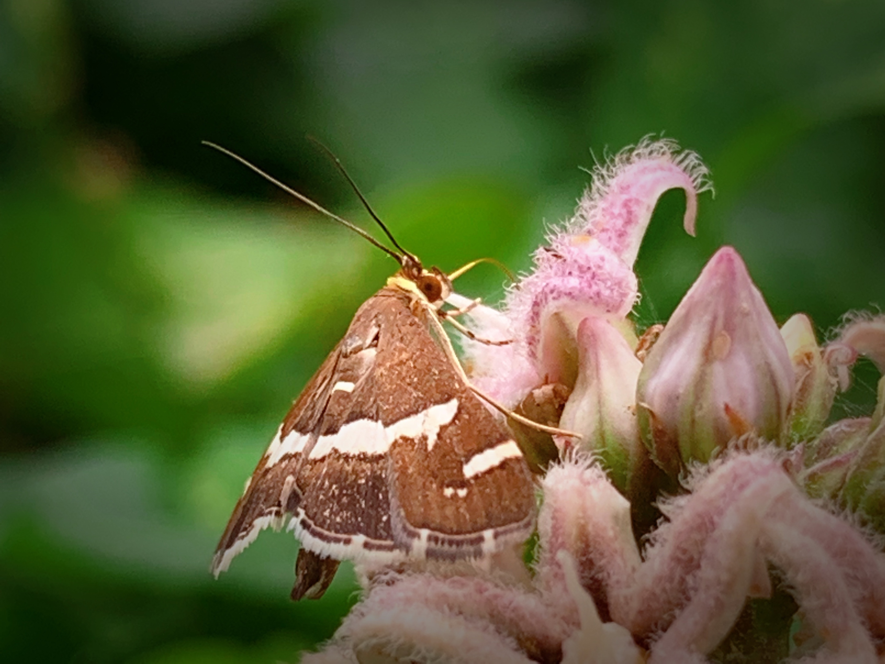 你的身体更粗短 你的色彩更灰暗 蝶有破茧成蝶的美谈 你有飞蛾扑火的