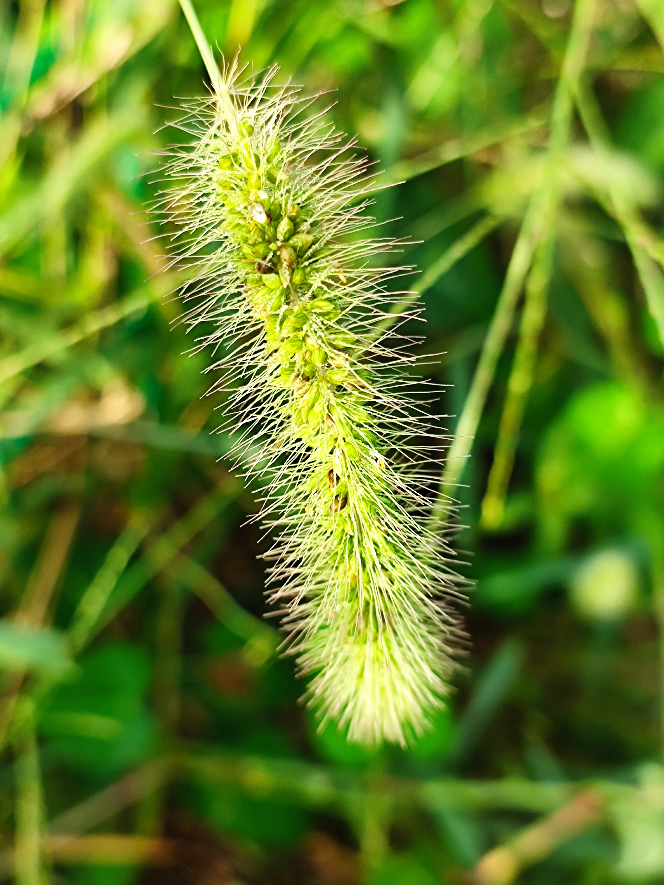 狗尾巴草【首发】
