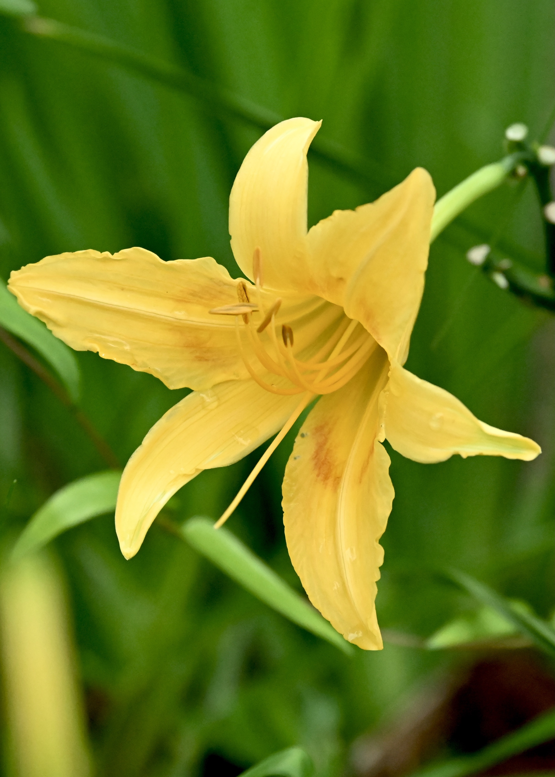 黄花萱草〔首发