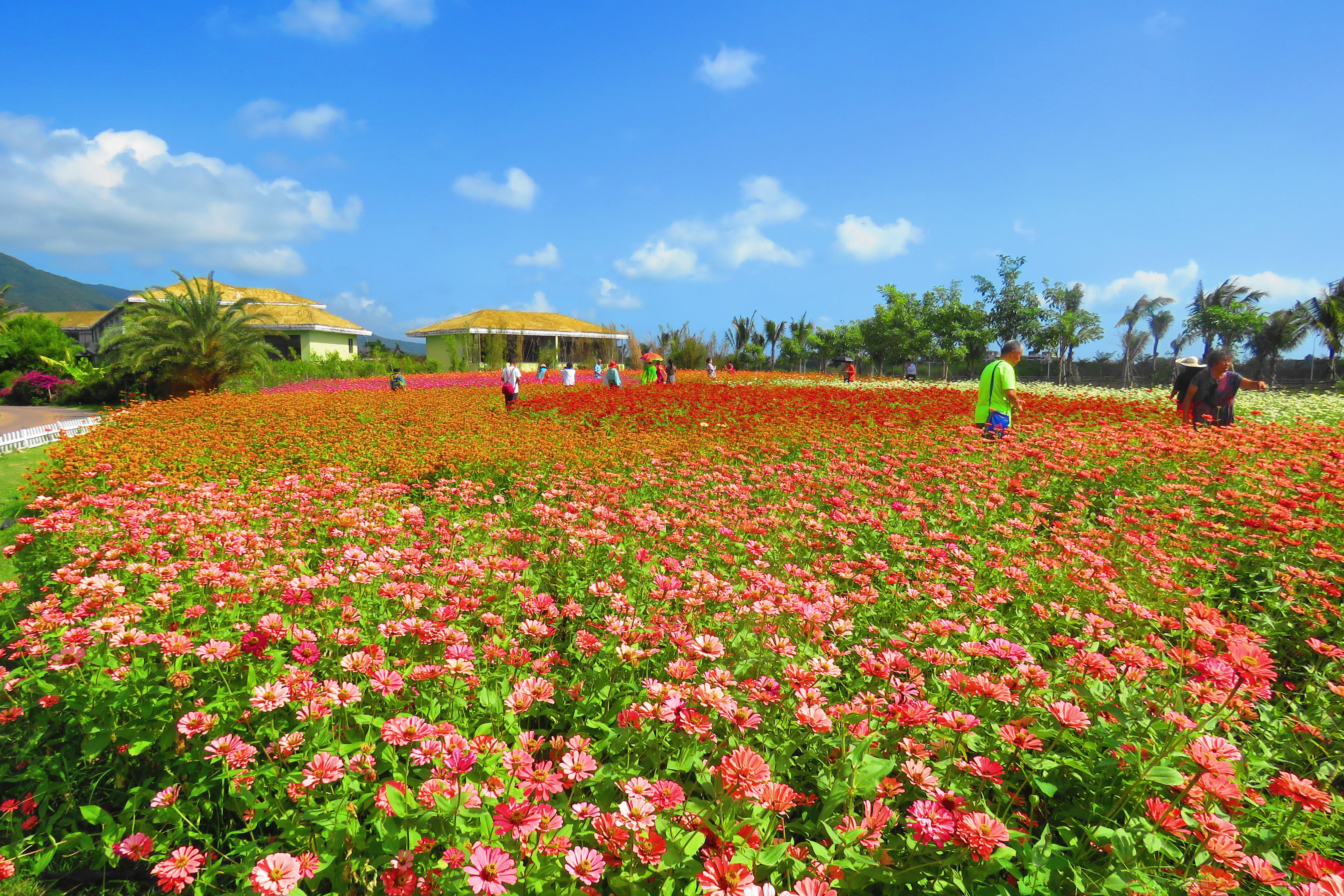 海南亚龙湾玫瑰谷照片图片