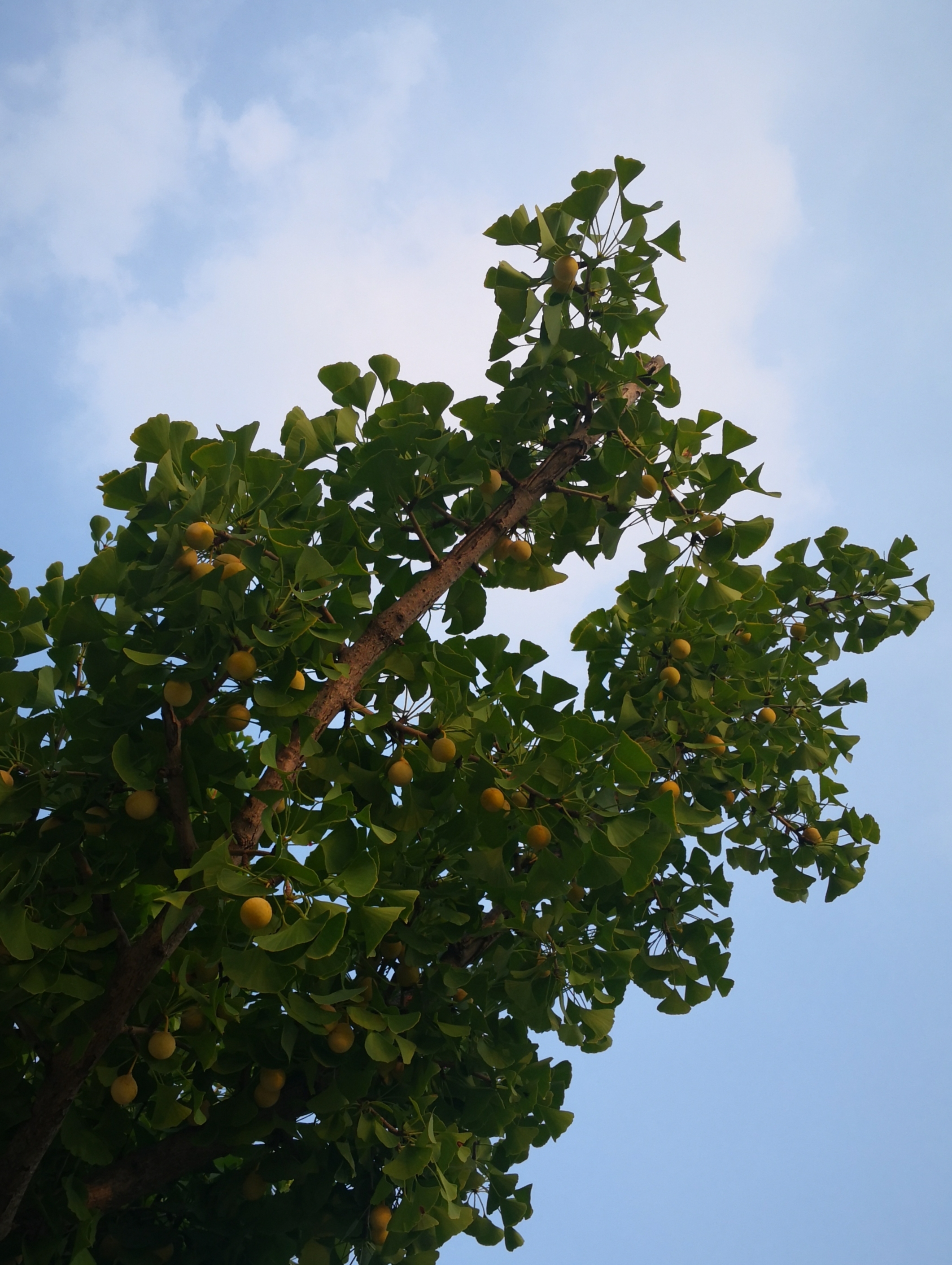 快乐行摄 银杏果飘香 【首发】