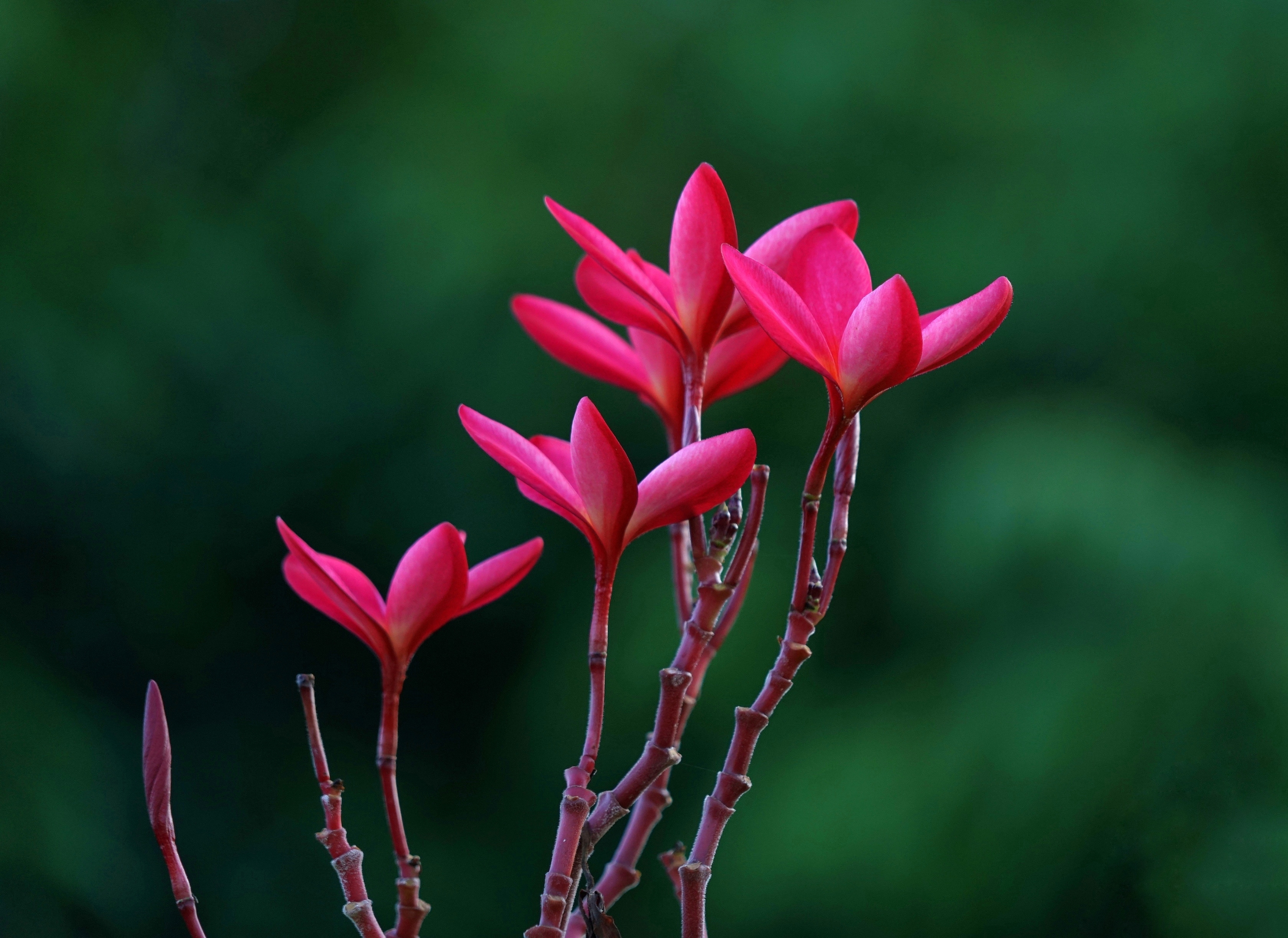 红花缅栀绽枝端