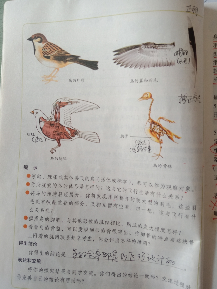 使鸟能振翅高飞;喙:指鸟的嘴巴,用来啄虫或五谷;气囊辅助肺呼吸,属双