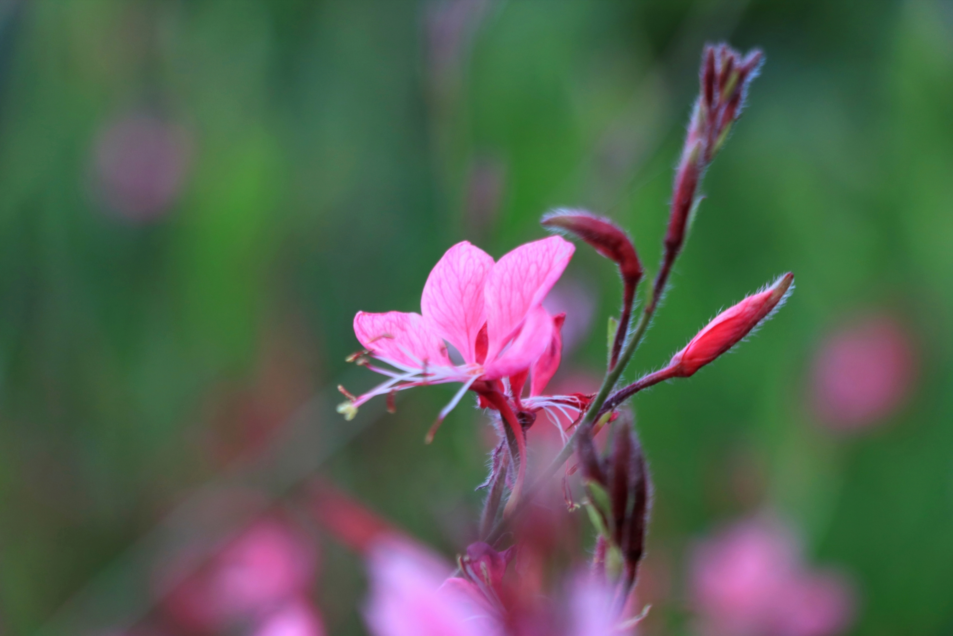 【首发】山桃花