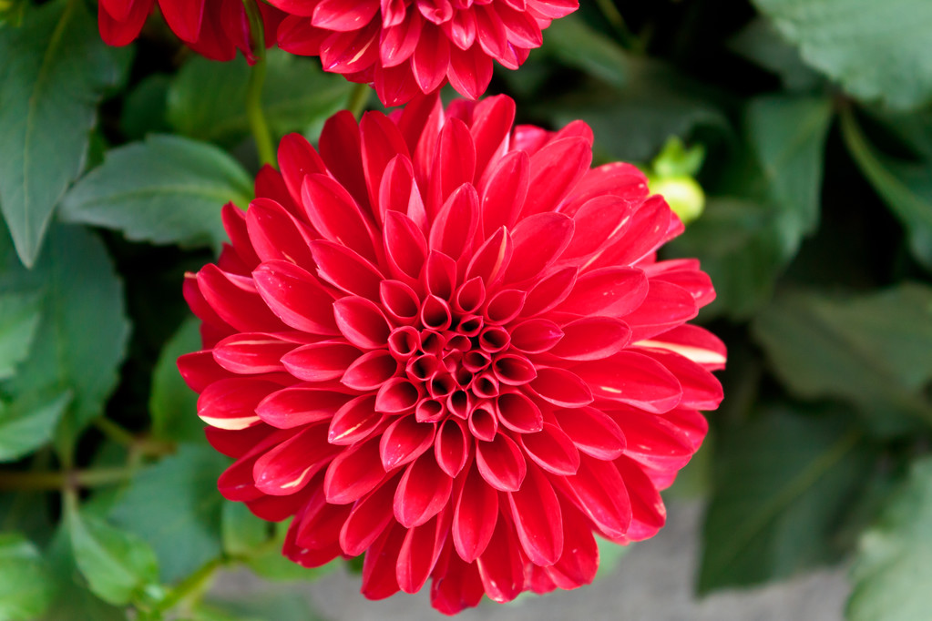 大丽花在很多北方各地区,农村也经常有种植的,不过都是一些单一的颜色