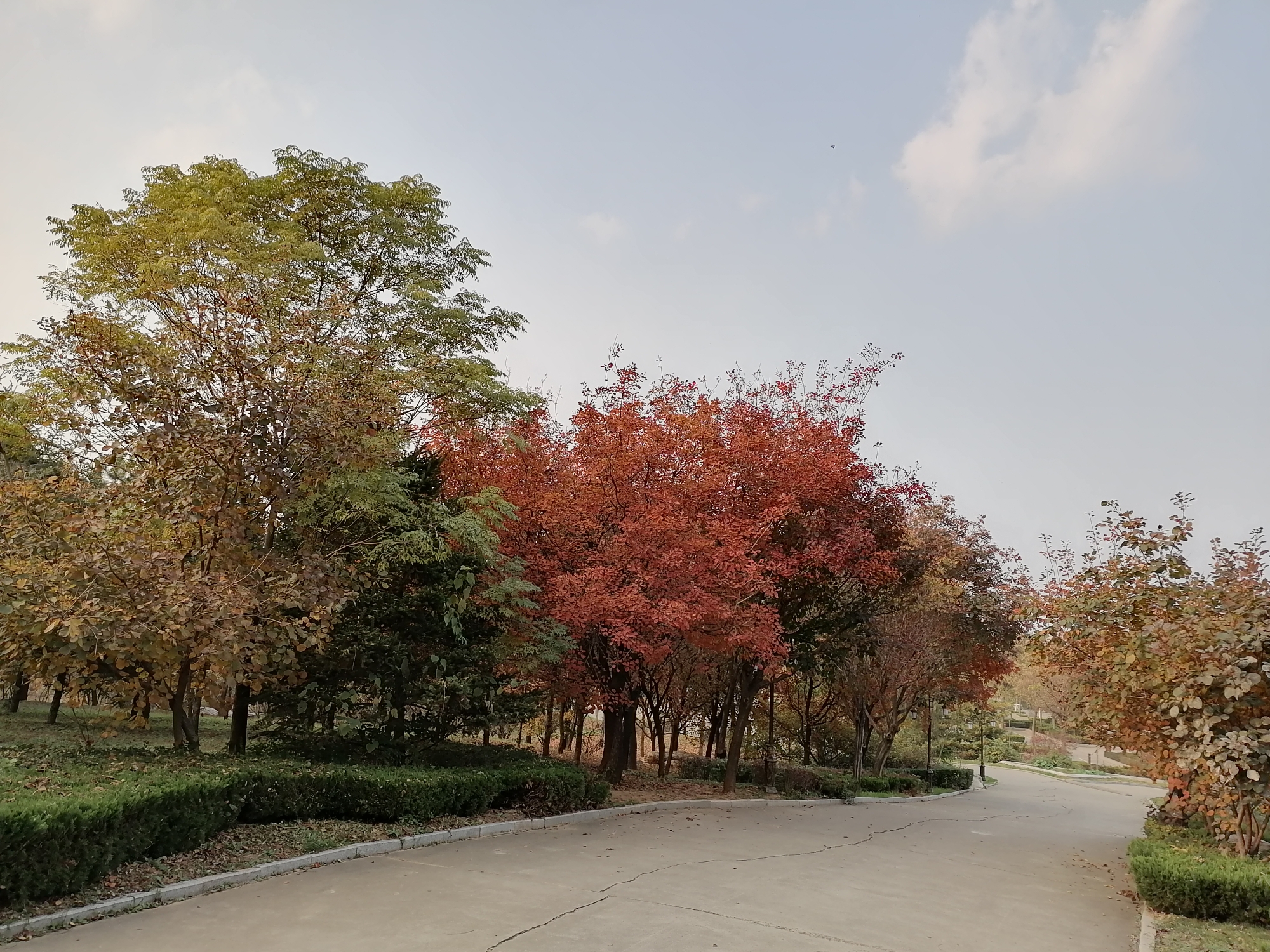 丹桂飘香菊花黄(丹桂飘香菊花黄,月上重楼遍清光)