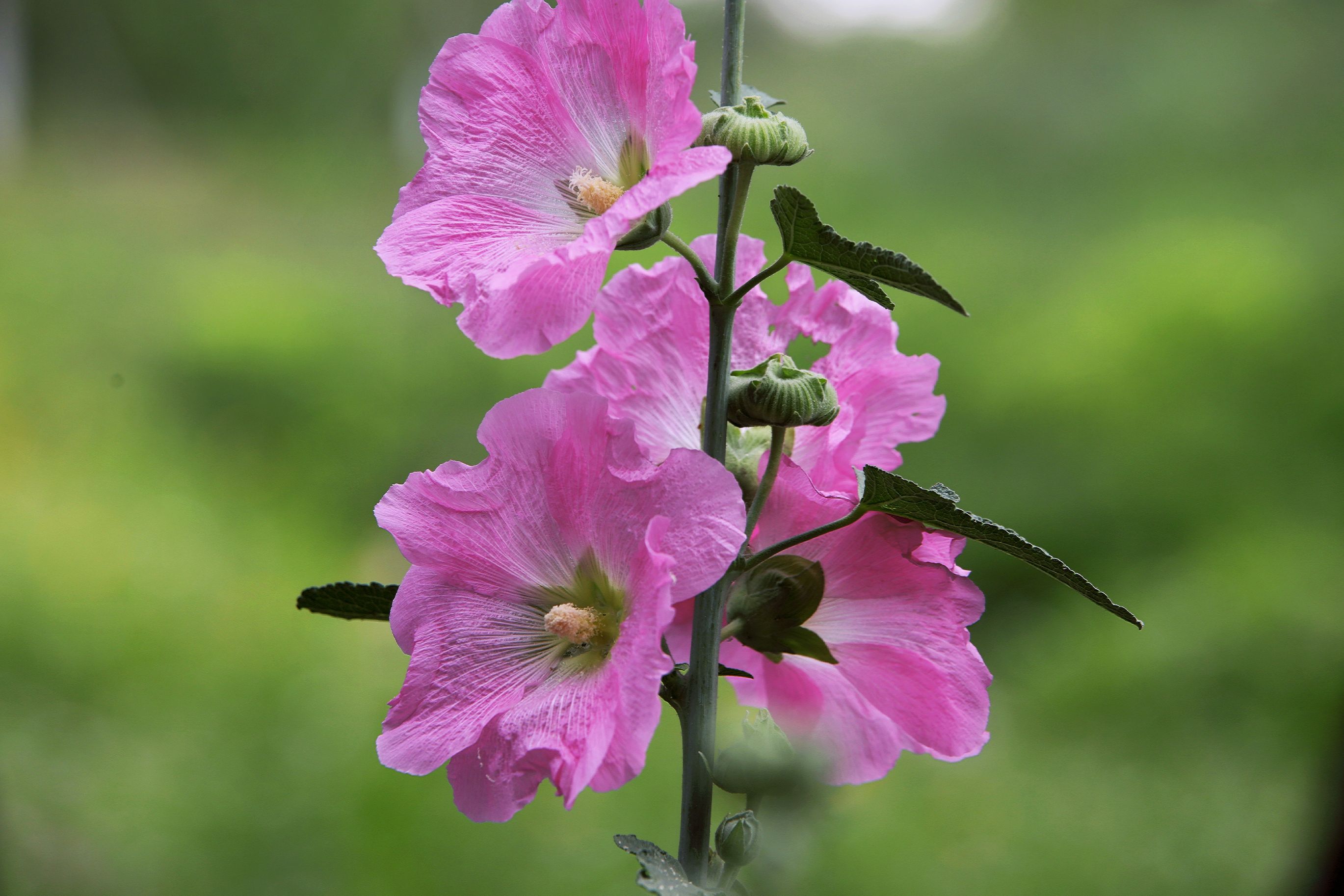 【首发】再拍蜀葵花(1)