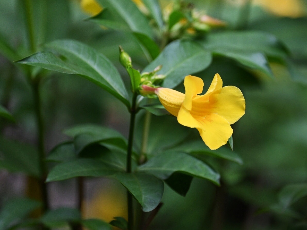【首发】黄蝉花