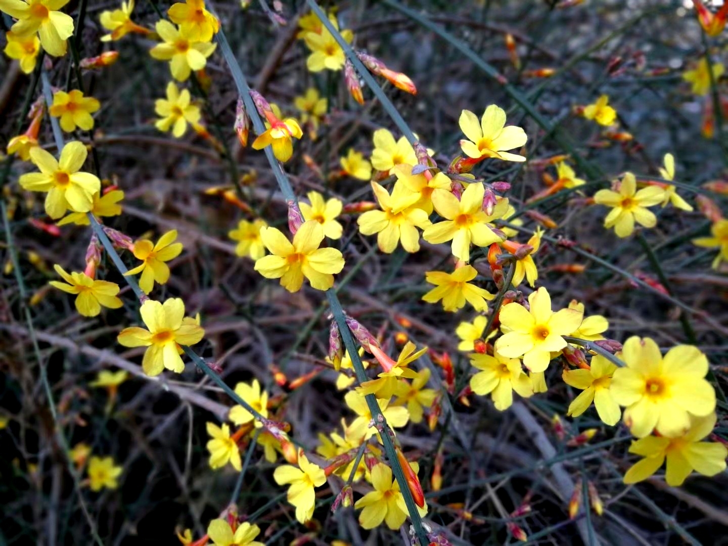 迎春花