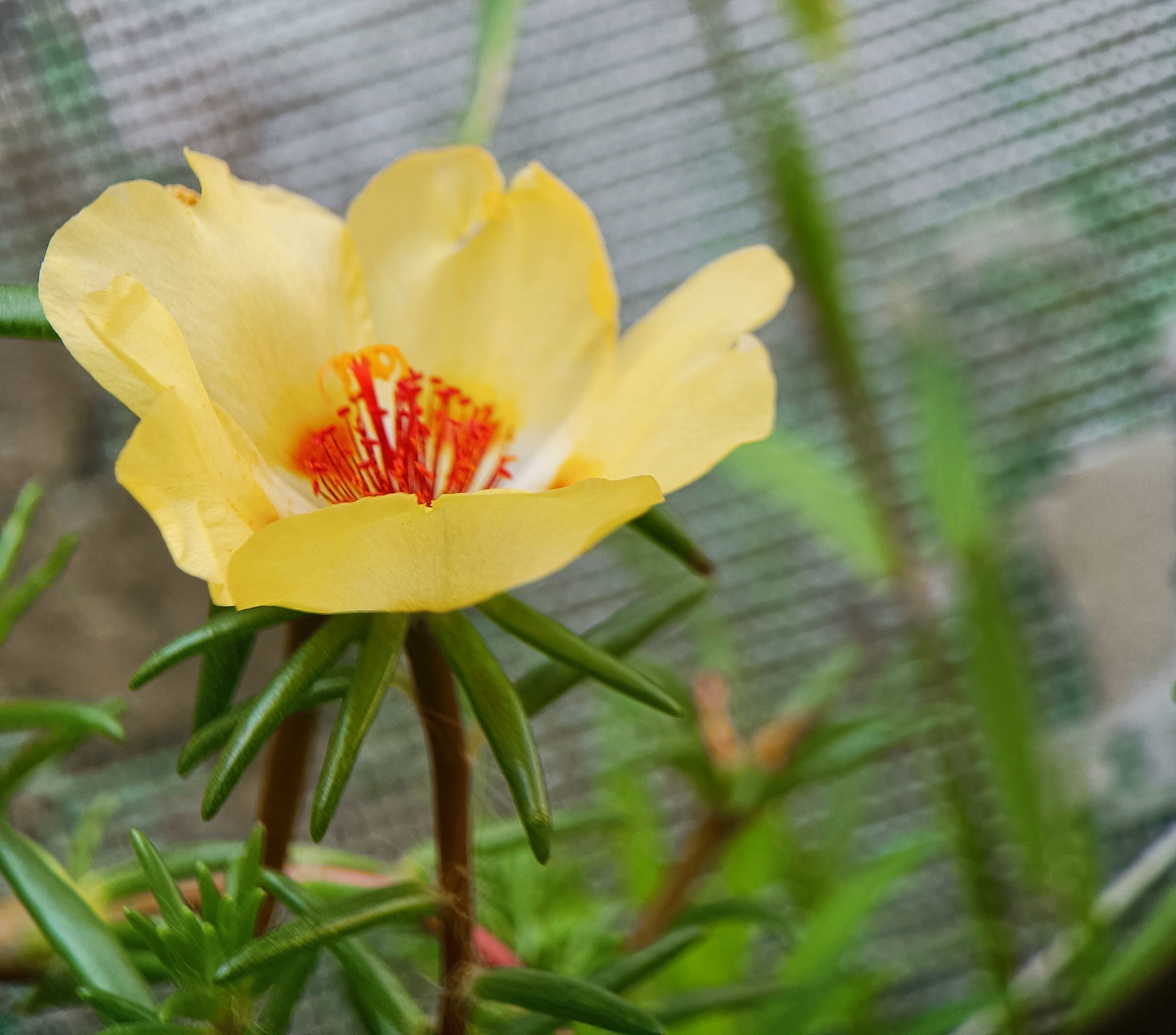 各种颜色的太阳花【首发】