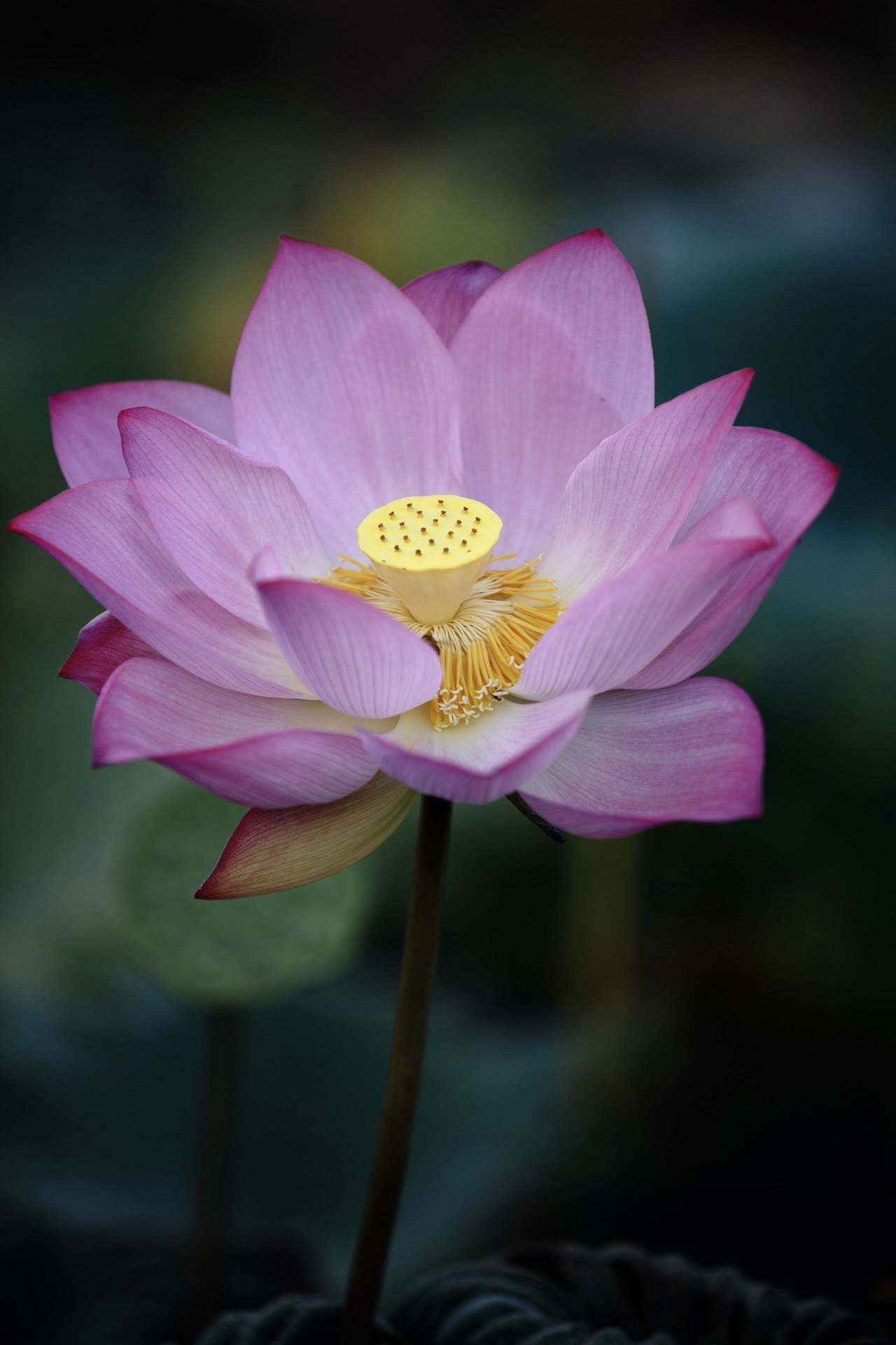 七月盛夏,池塘的荷花竞相绽放,一朵朵,静静的在莲叶间,优雅又