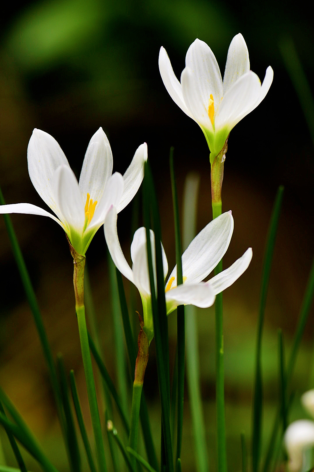 【首发】清新养眼美葱莲