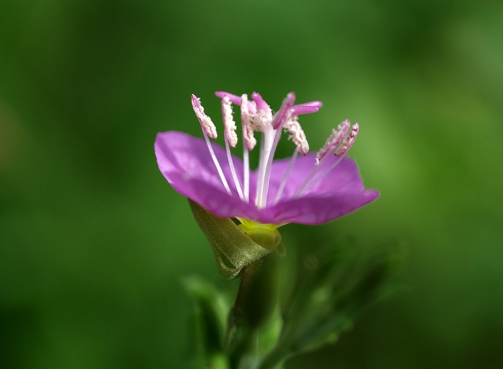 【首发】粉花月见草