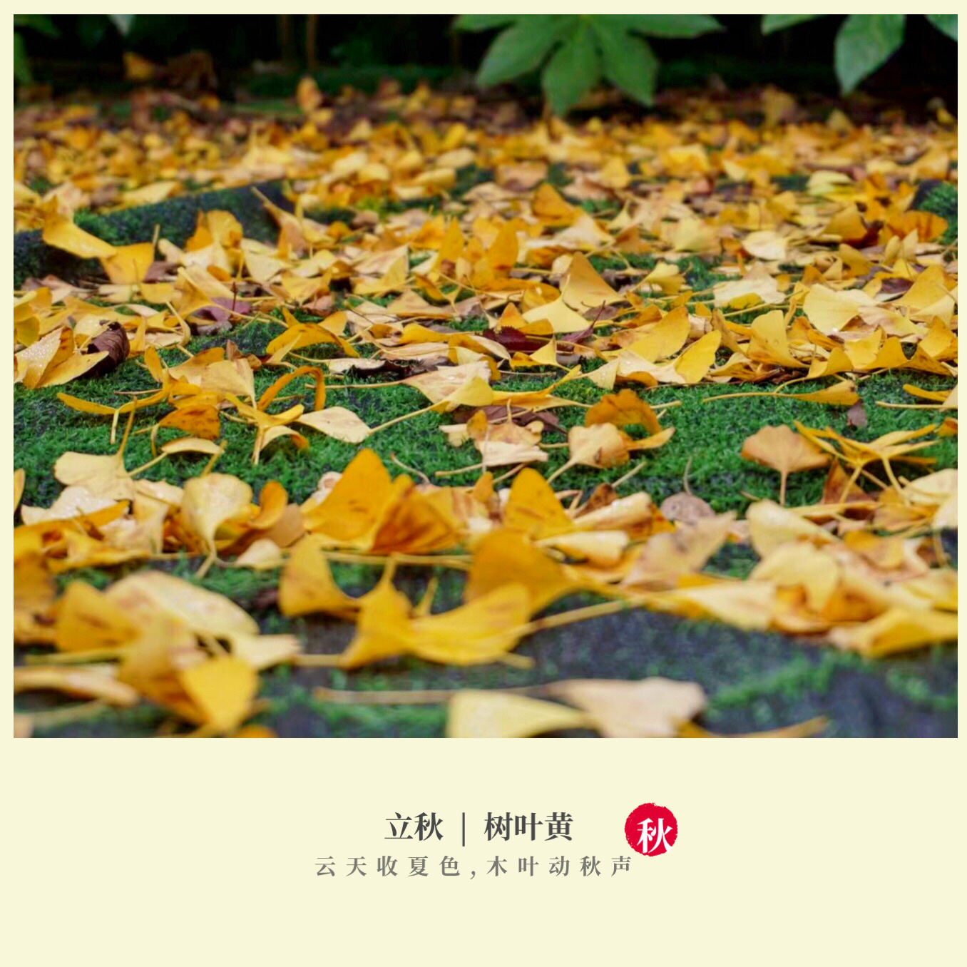 落叶 这是告知秋的开始 变色的叶子 是这个季节的风景 早秋惊满