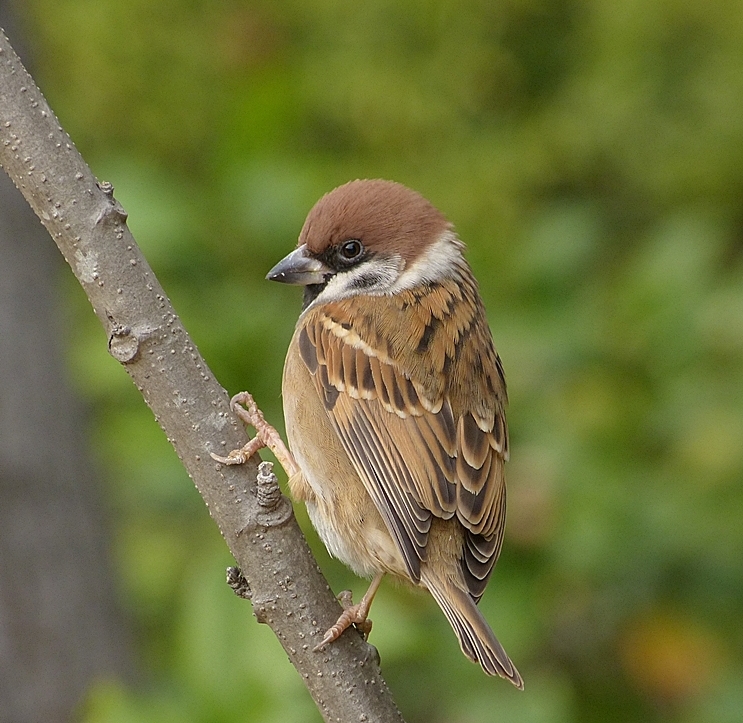 【首发】可爱的小麻雀