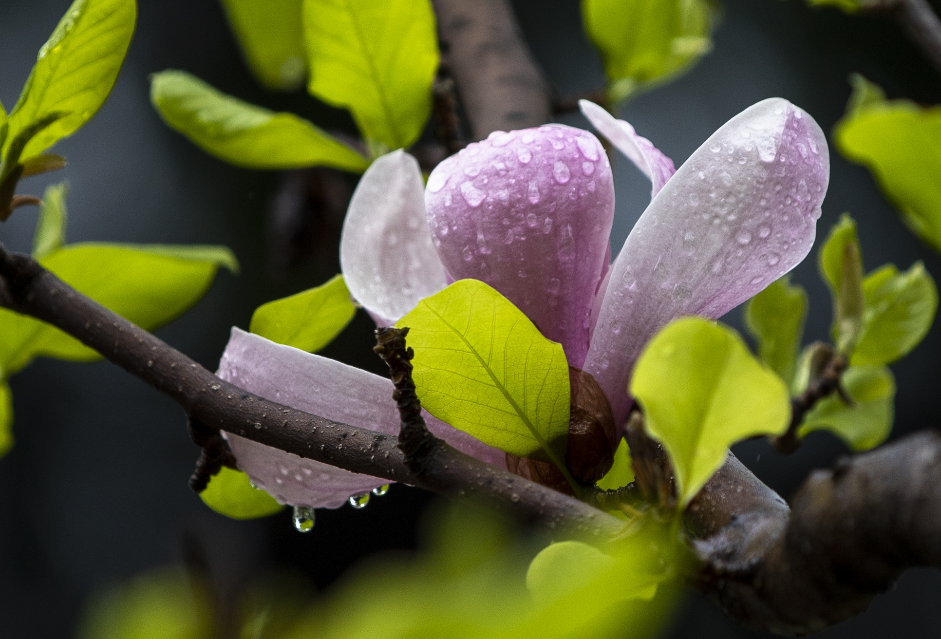 首发《紫玉兰》