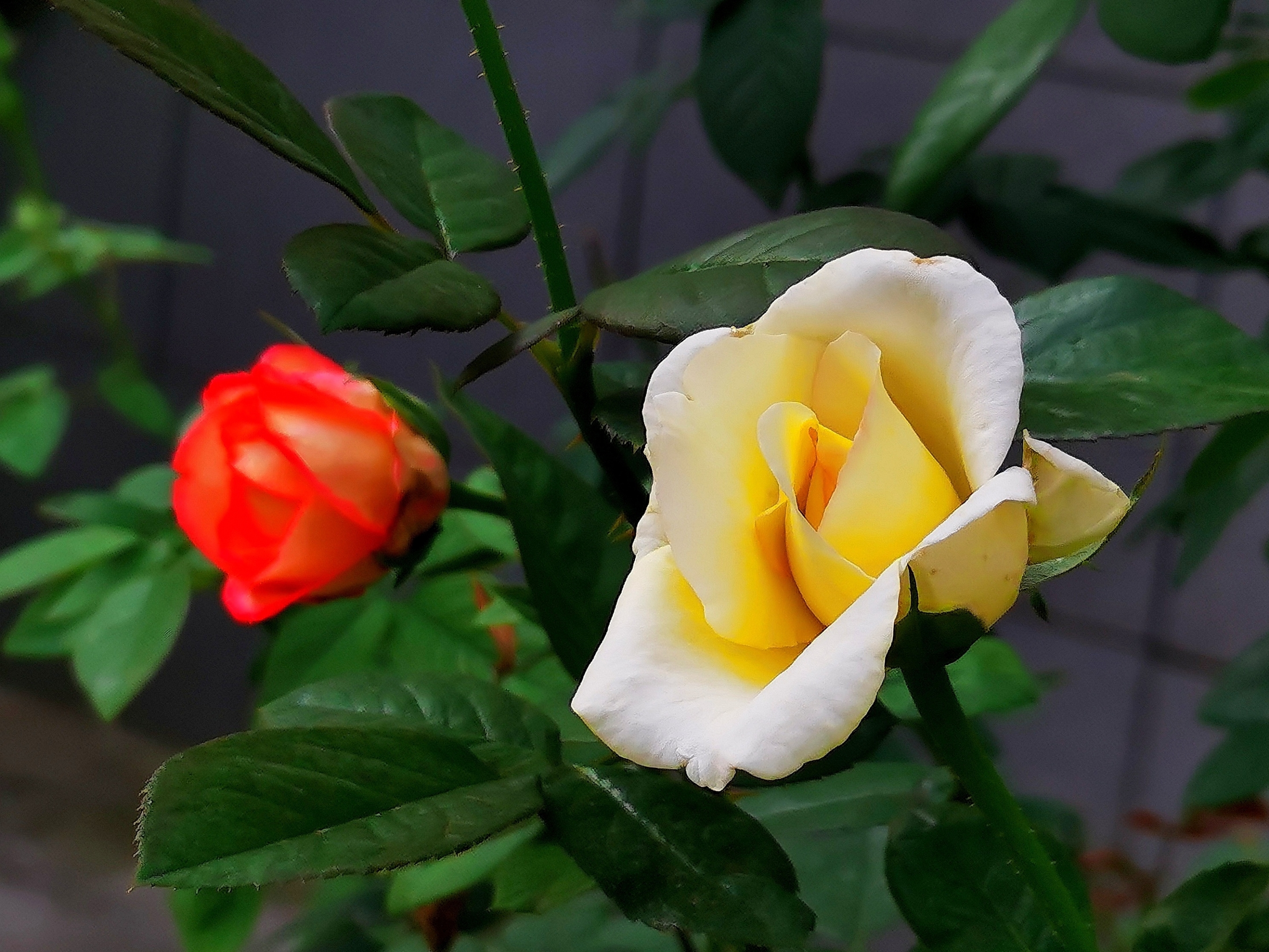 爱在浅秋—— 月季花〔首发