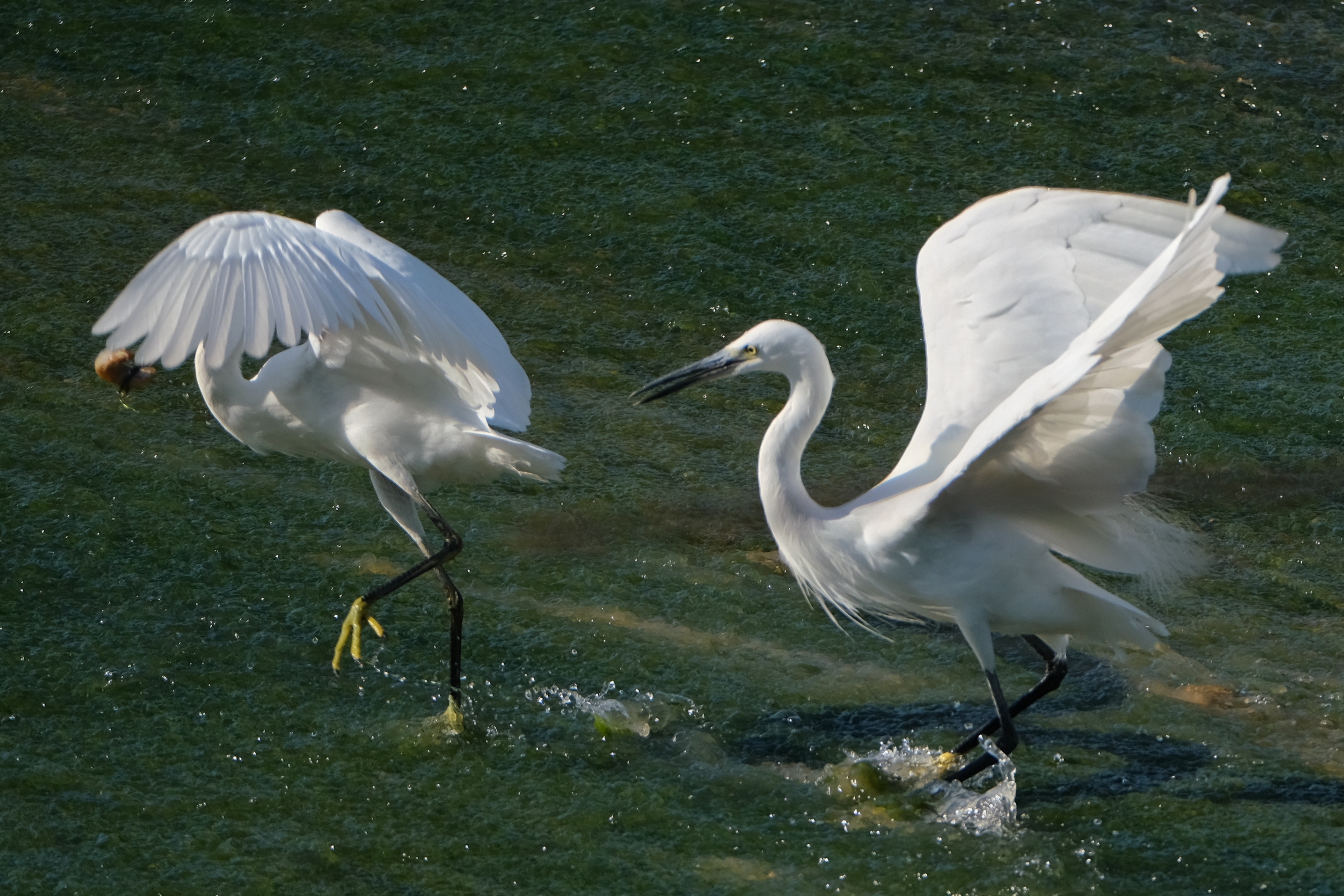 【首发】我的摄影世界·白鹭