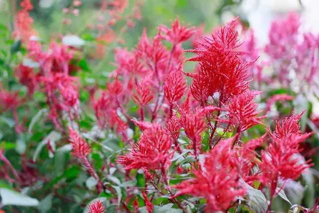 难得一见的鸡尾花