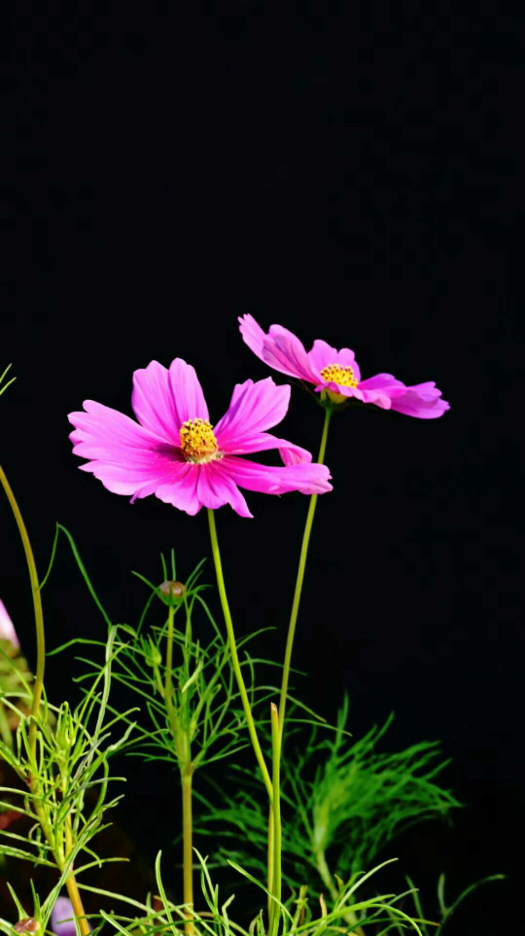 西江月·家花野花