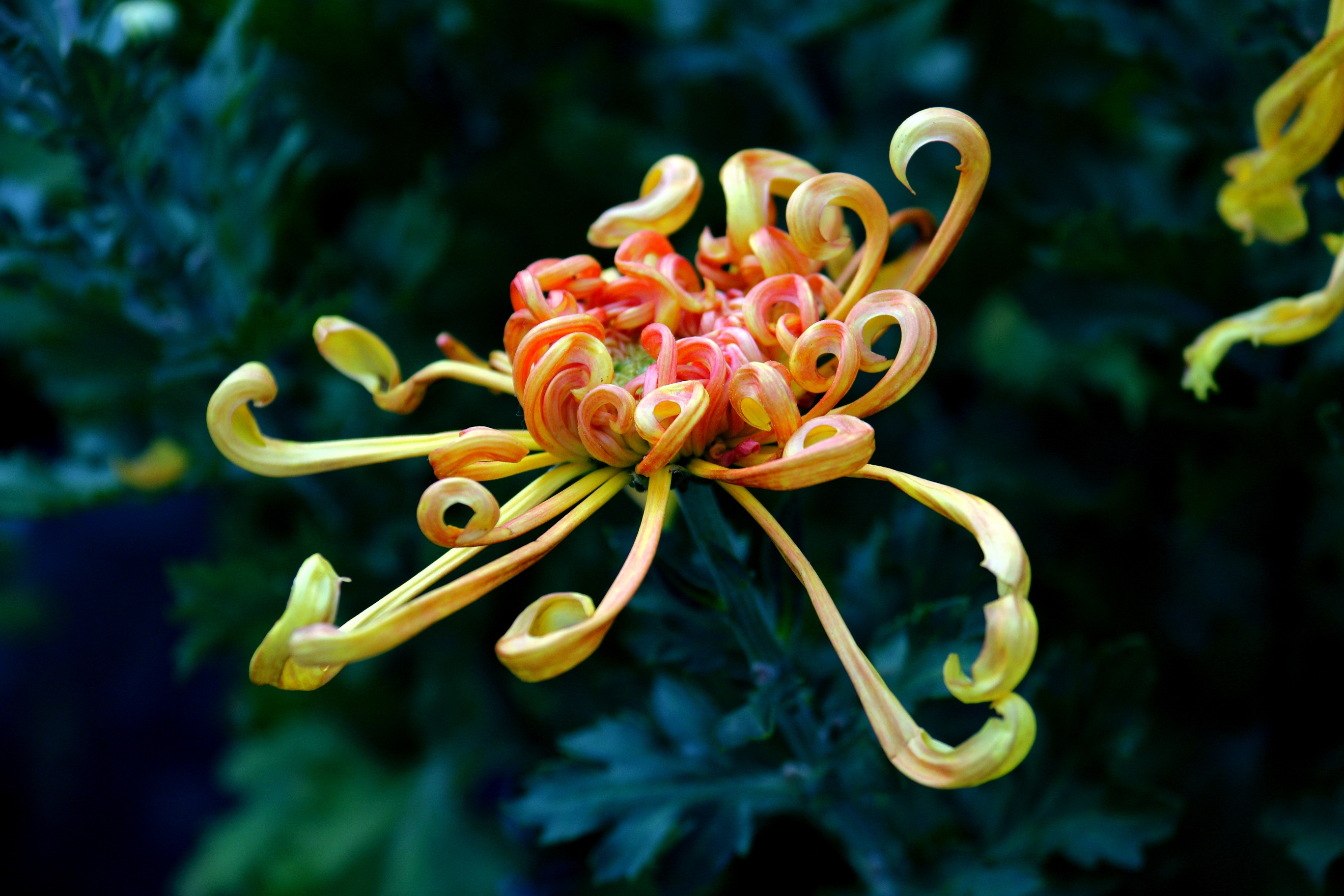 赏菊花仍然是霜降这一节令流行的雅事.