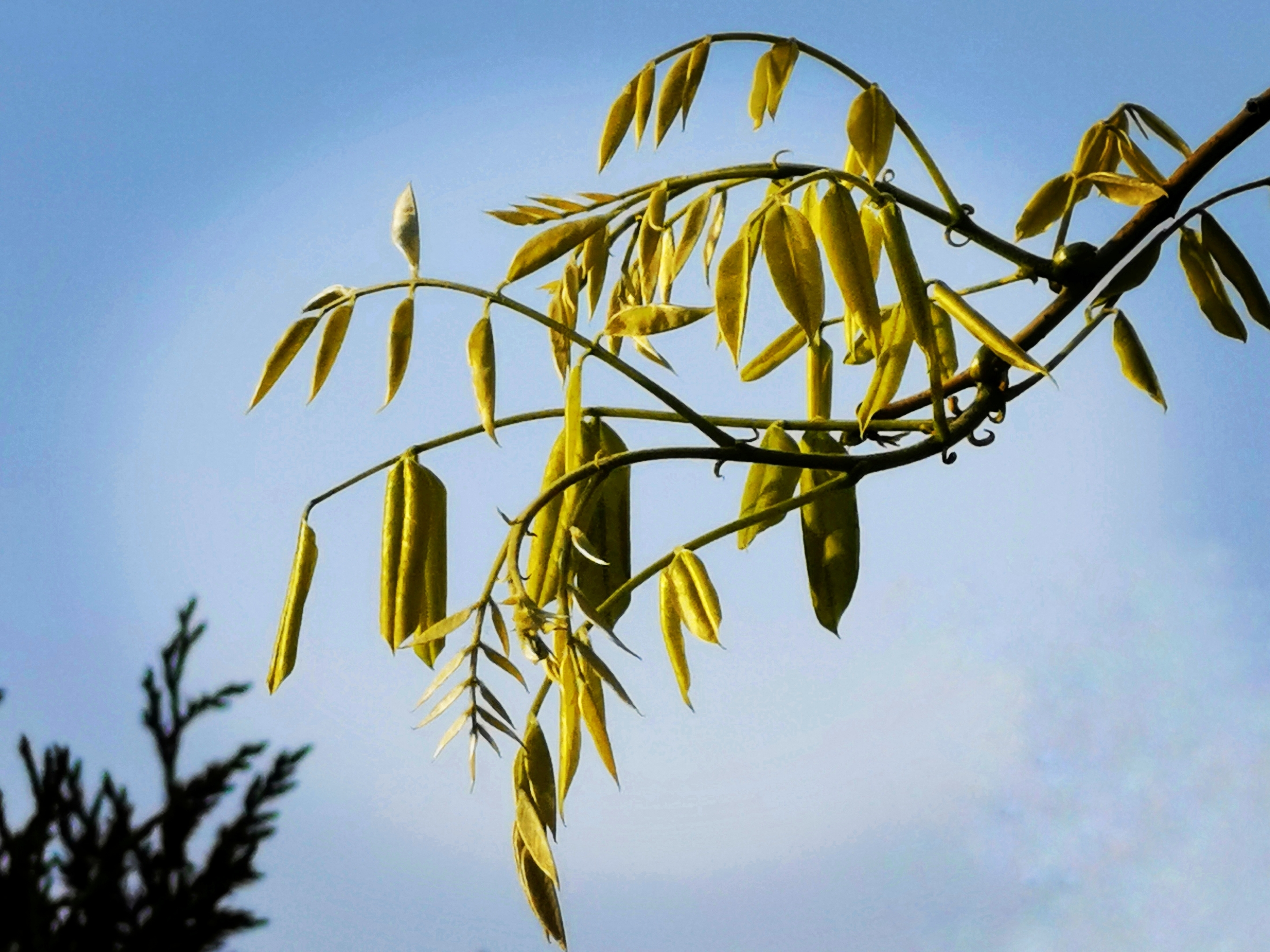 【首发】龙爪槐芽特上镜(二)