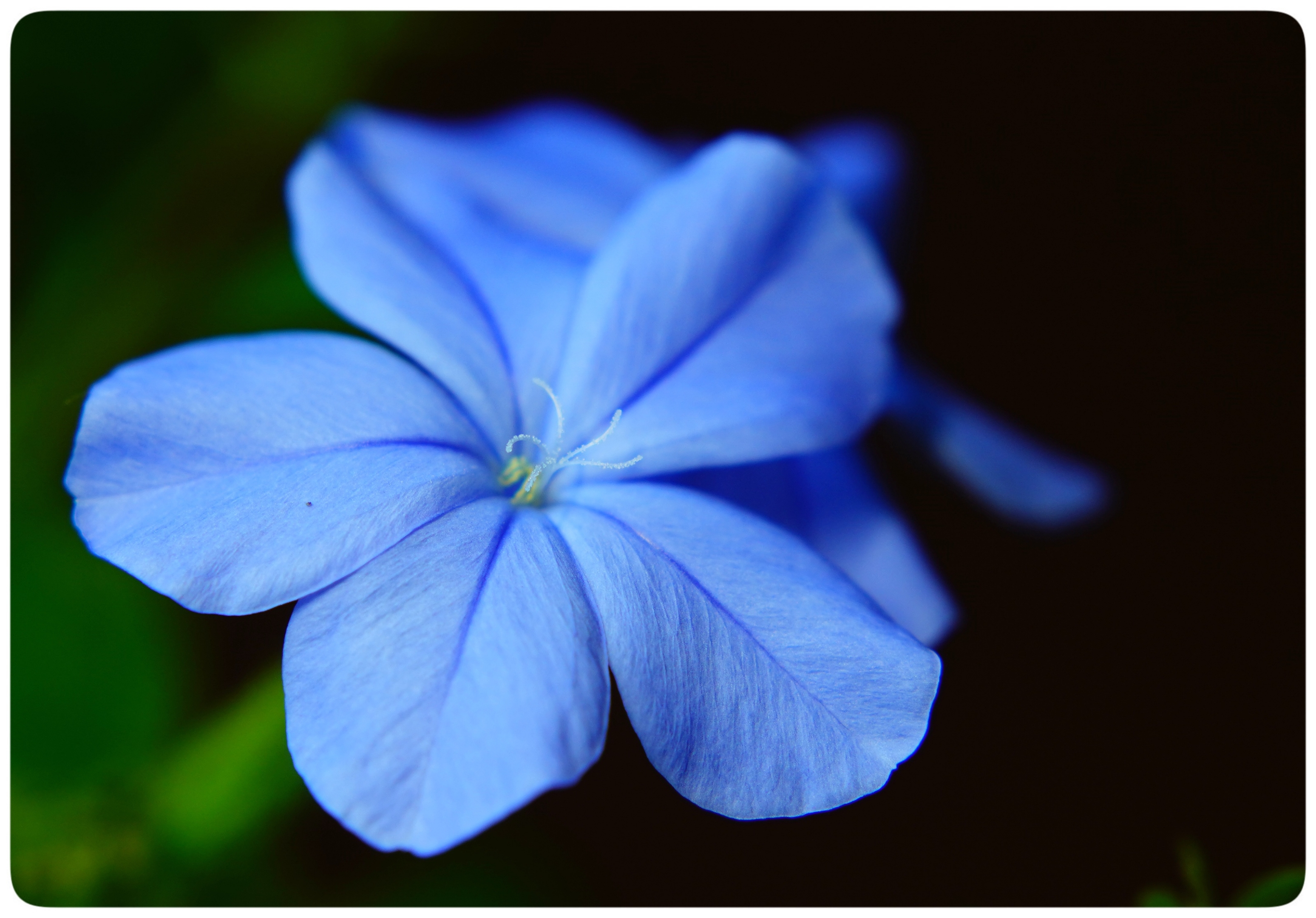 蓝花丹的微距美