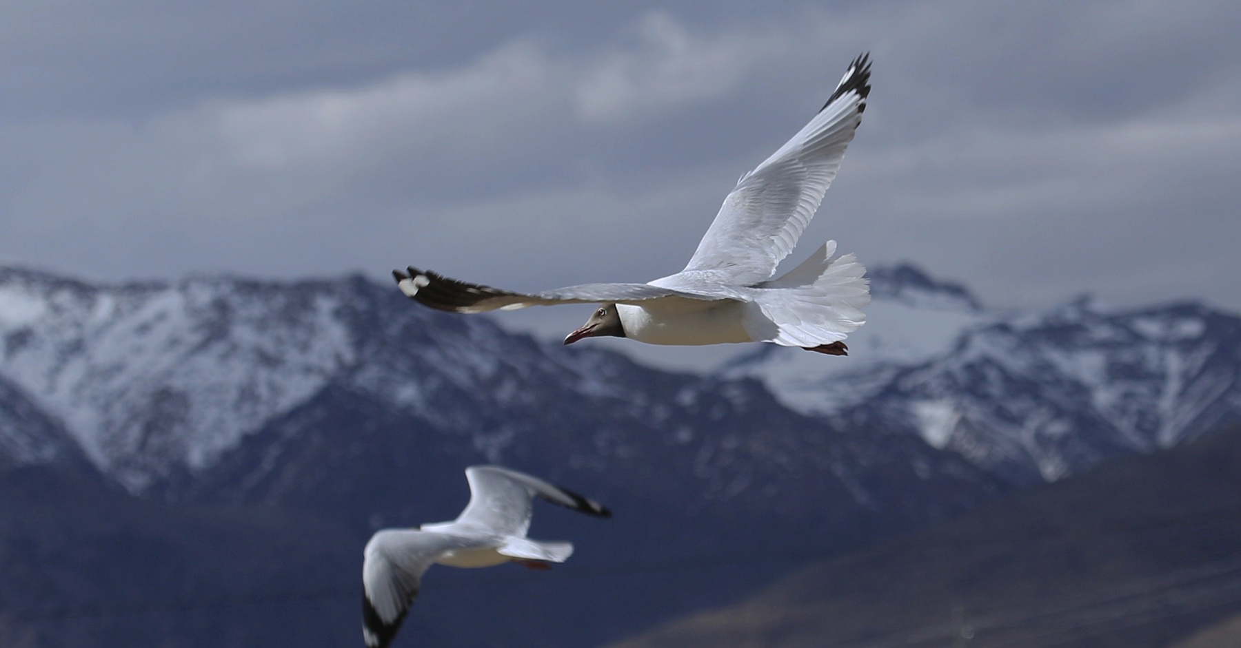 0mm   iso:100  鸥的种类很多,却又让人傻傻的分不清,据说这个小家伙